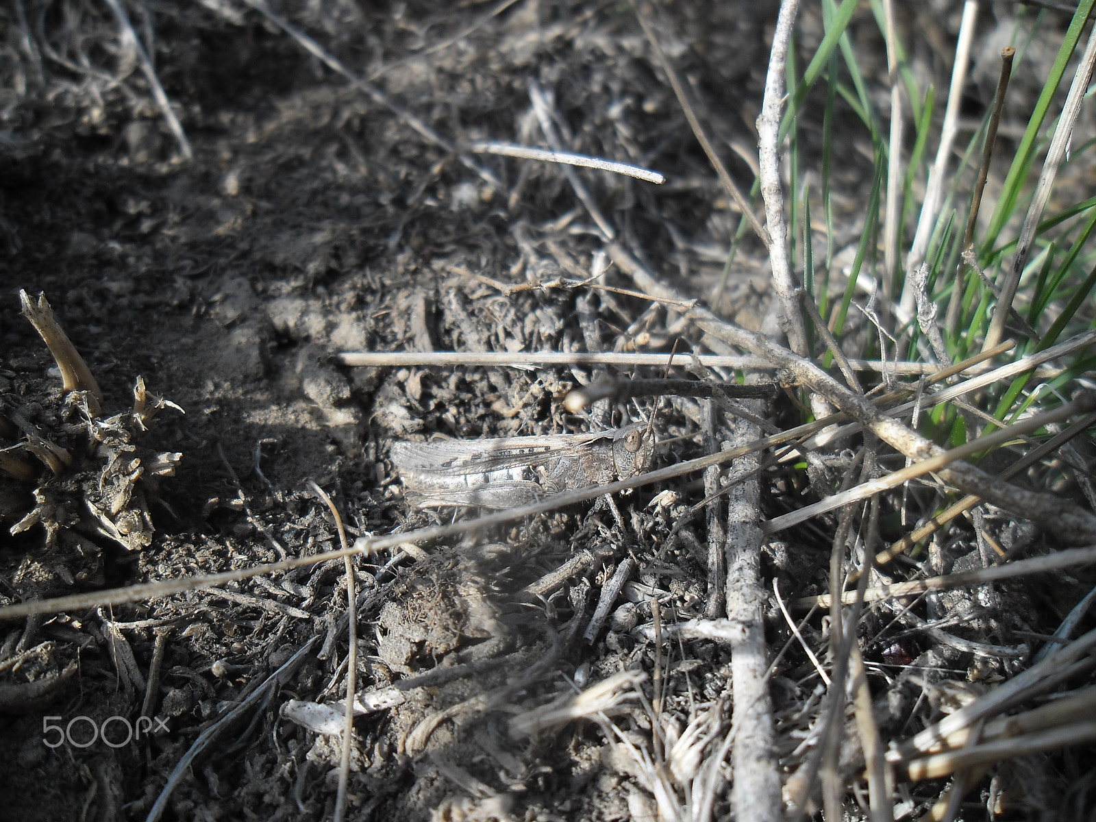 Samsung ES90/ ES91 sample photo. " brown grasshopper "... photography