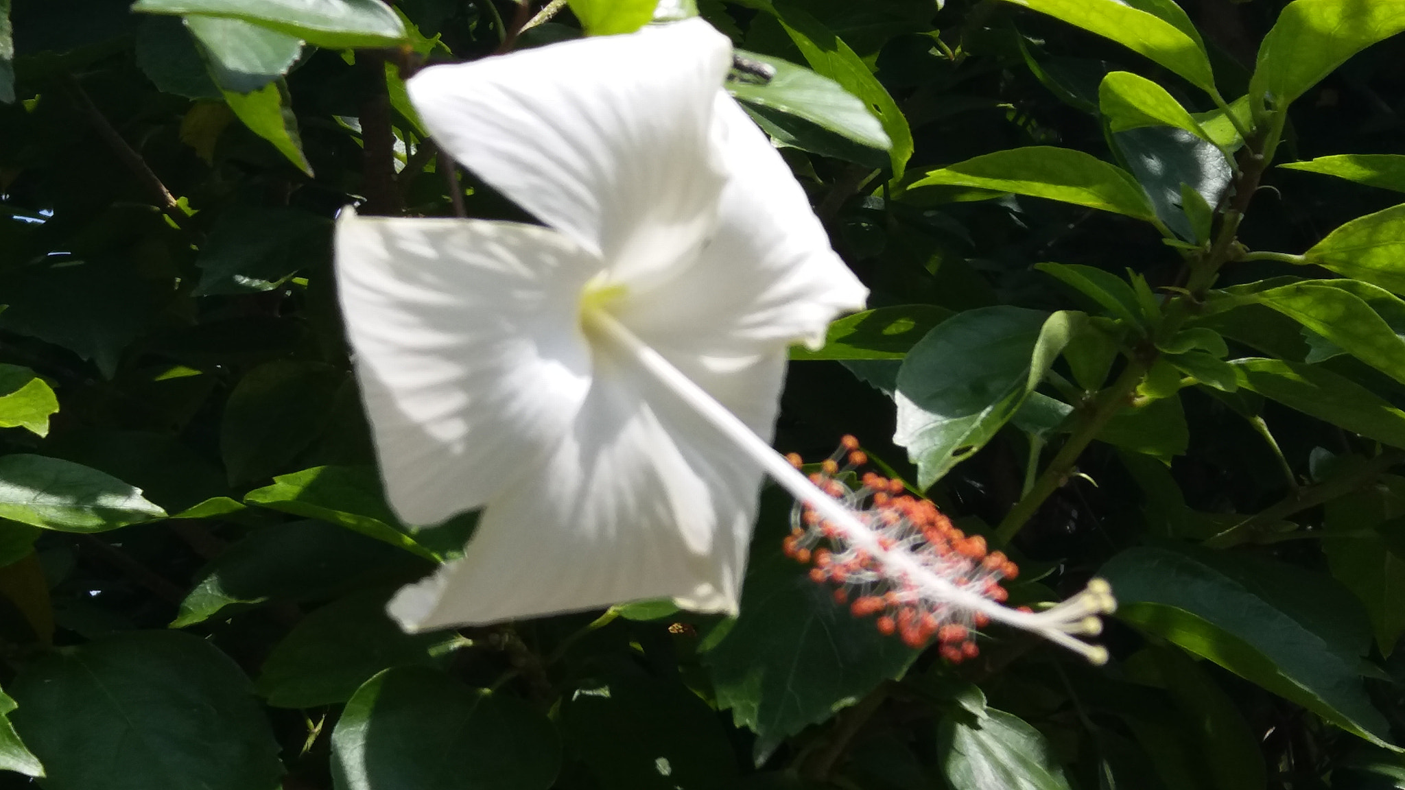 Samsung Galaxy A9 Pro sample photo