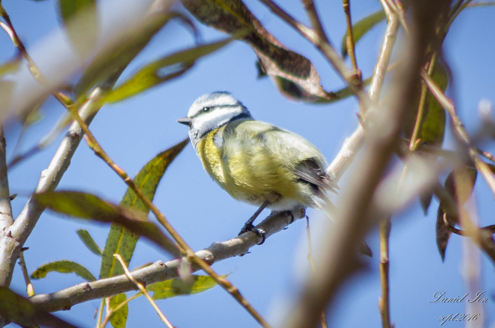 Pentax K-x + smc PENTAX-FA 80-320mm F4.5-5.6 sample photo. Parus caeruleus photography