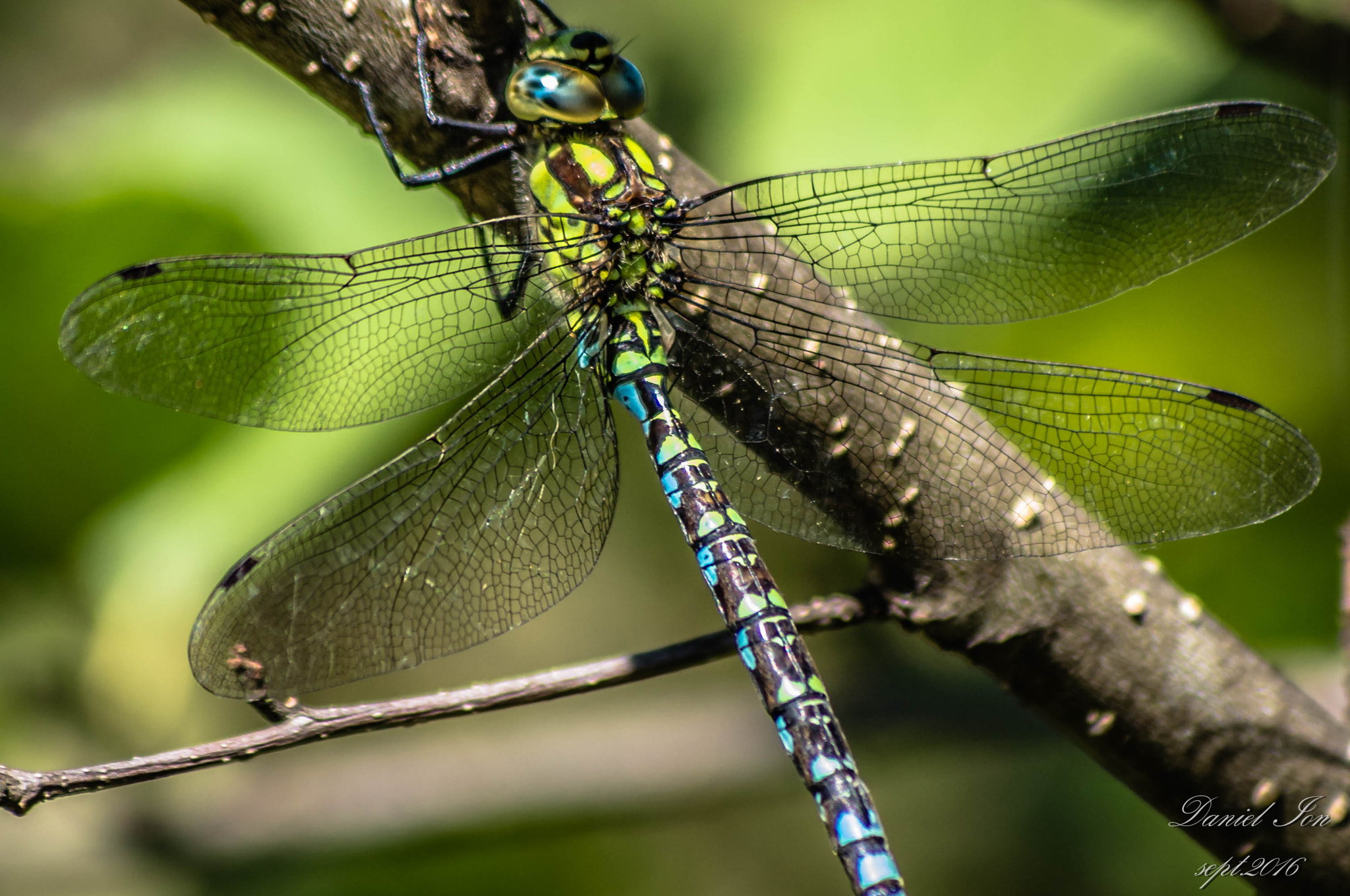 smc PENTAX-FA 80-320mm F4.5-5.6 sample photo. Dragonfly photography