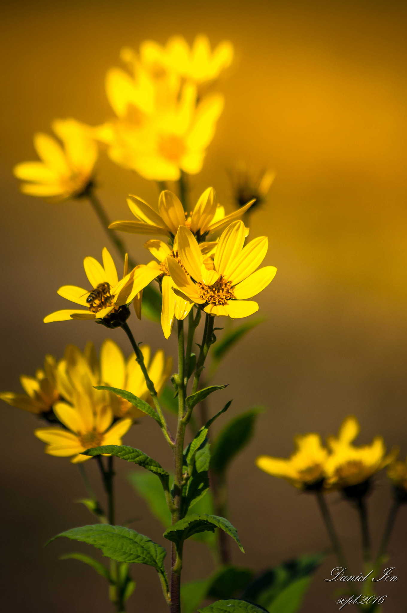 Pentax K-x sample photo. Flower photography