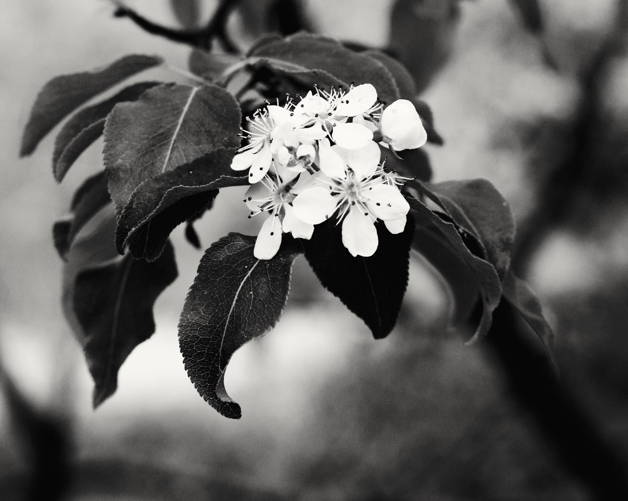 Pentax K-3 sample photo. Ash flower photography