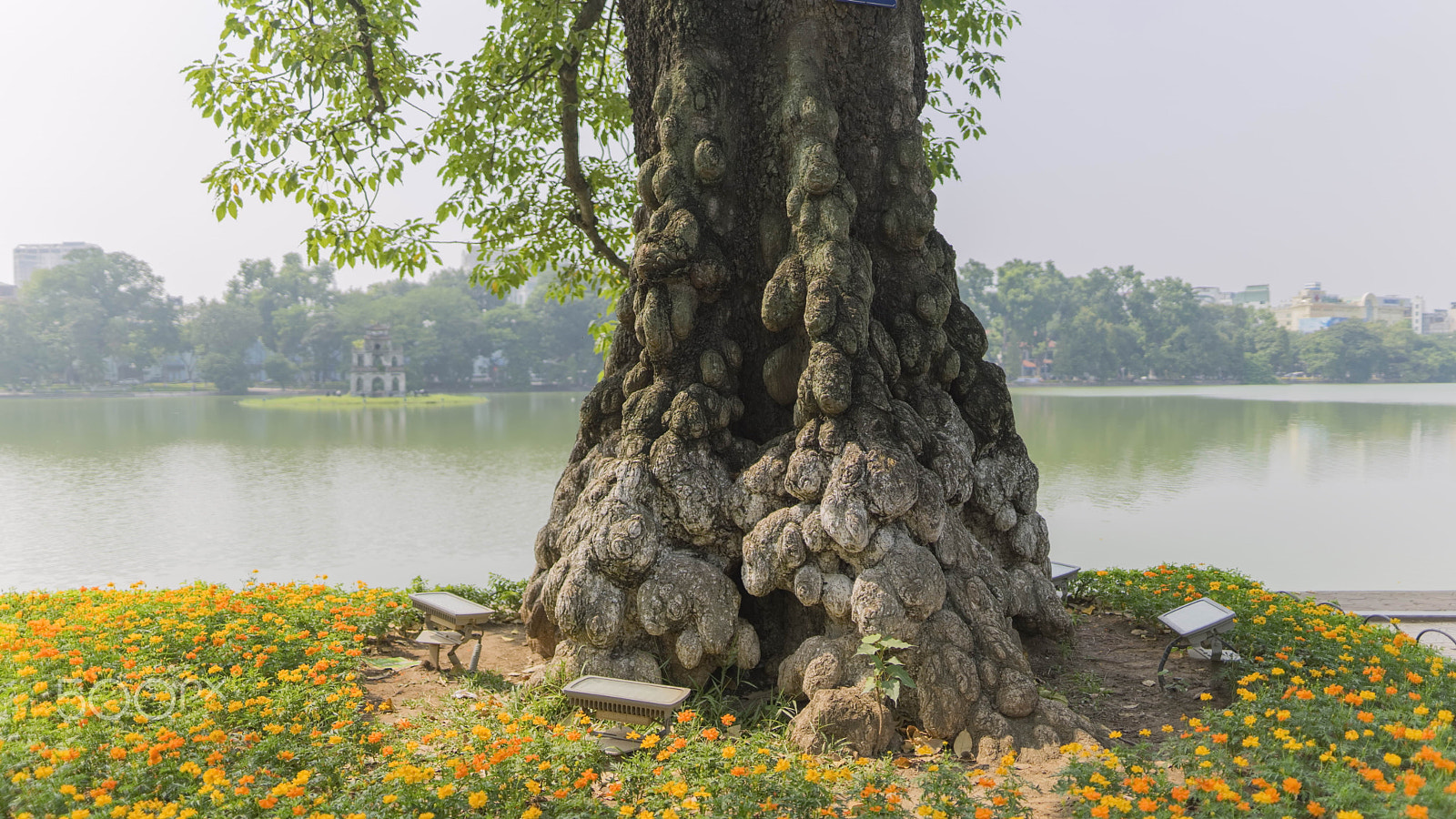 Sigma 24mm F1.4 DG HSM Art sample photo. Old big tree photography