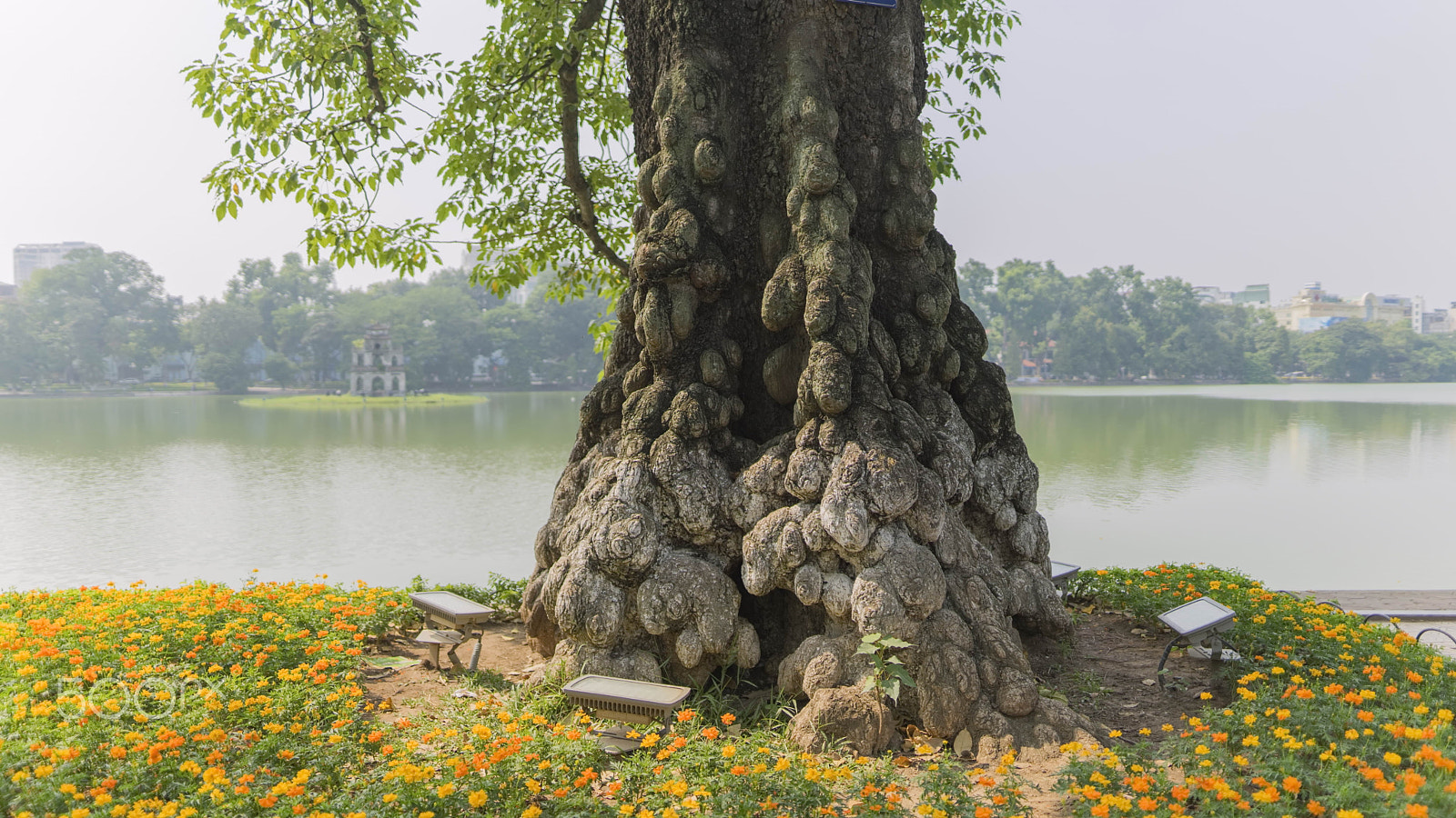 Sony a7 II + Sigma 24mm F1.4 DG HSM Art sample photo. Old big tree photography