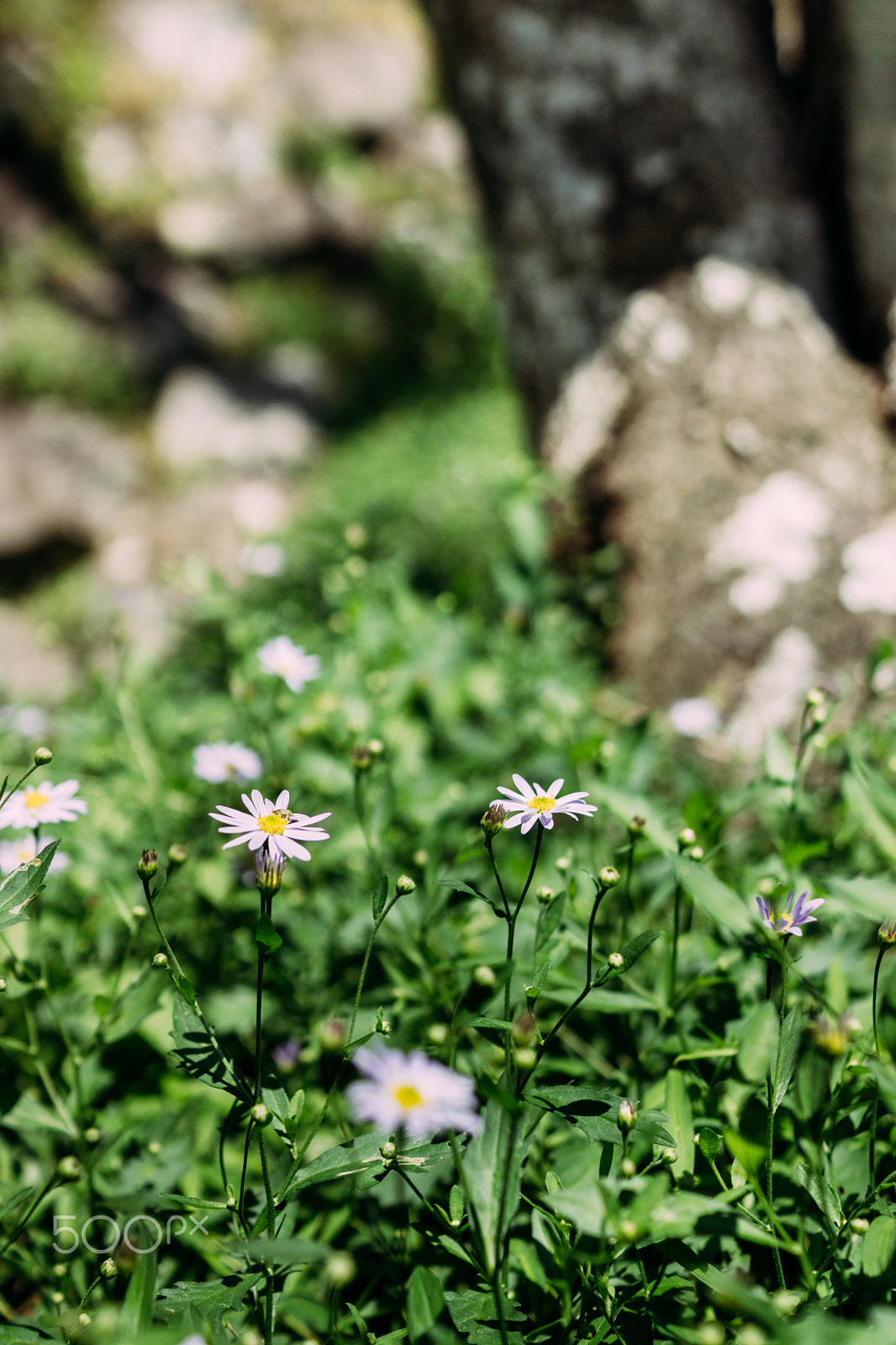 Sony SLT-A65 (SLT-A65V) sample photo. Petites fleurs photography