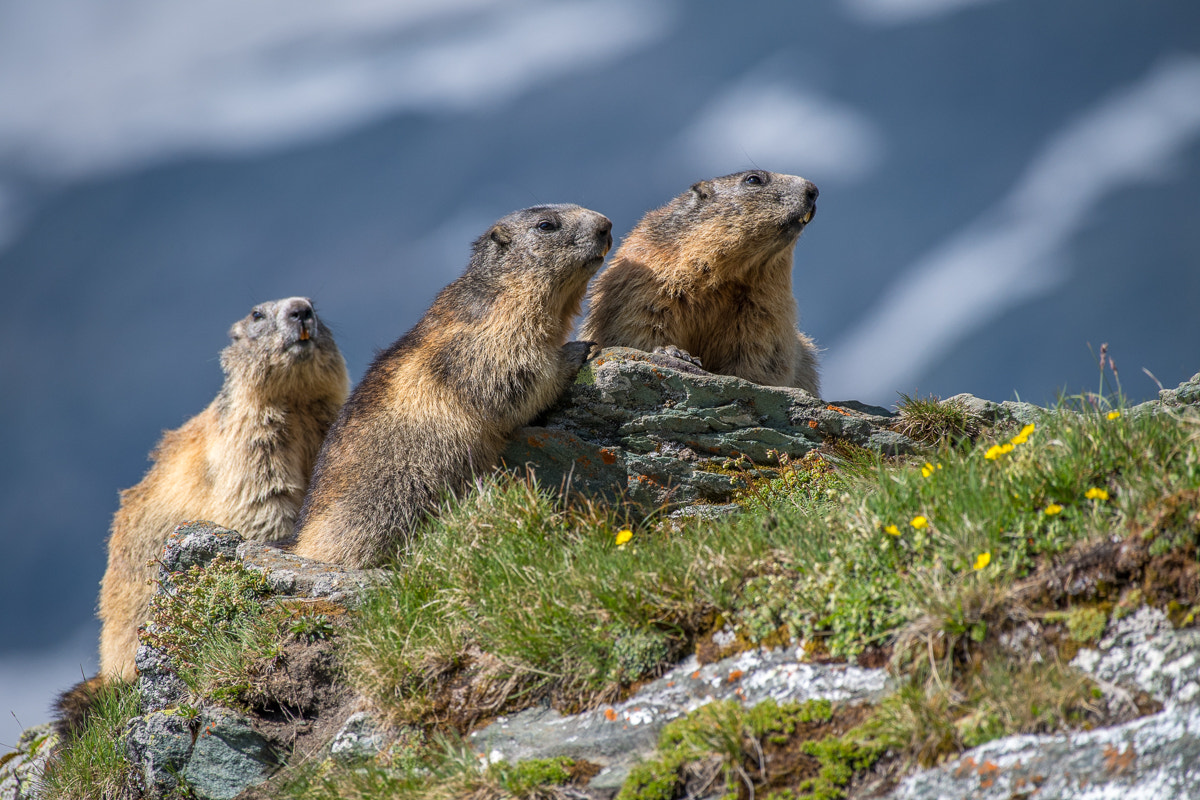 Nikon AF-S Nikkor 200-500mm F5.6E ED VR sample photo. Murmeltier photography