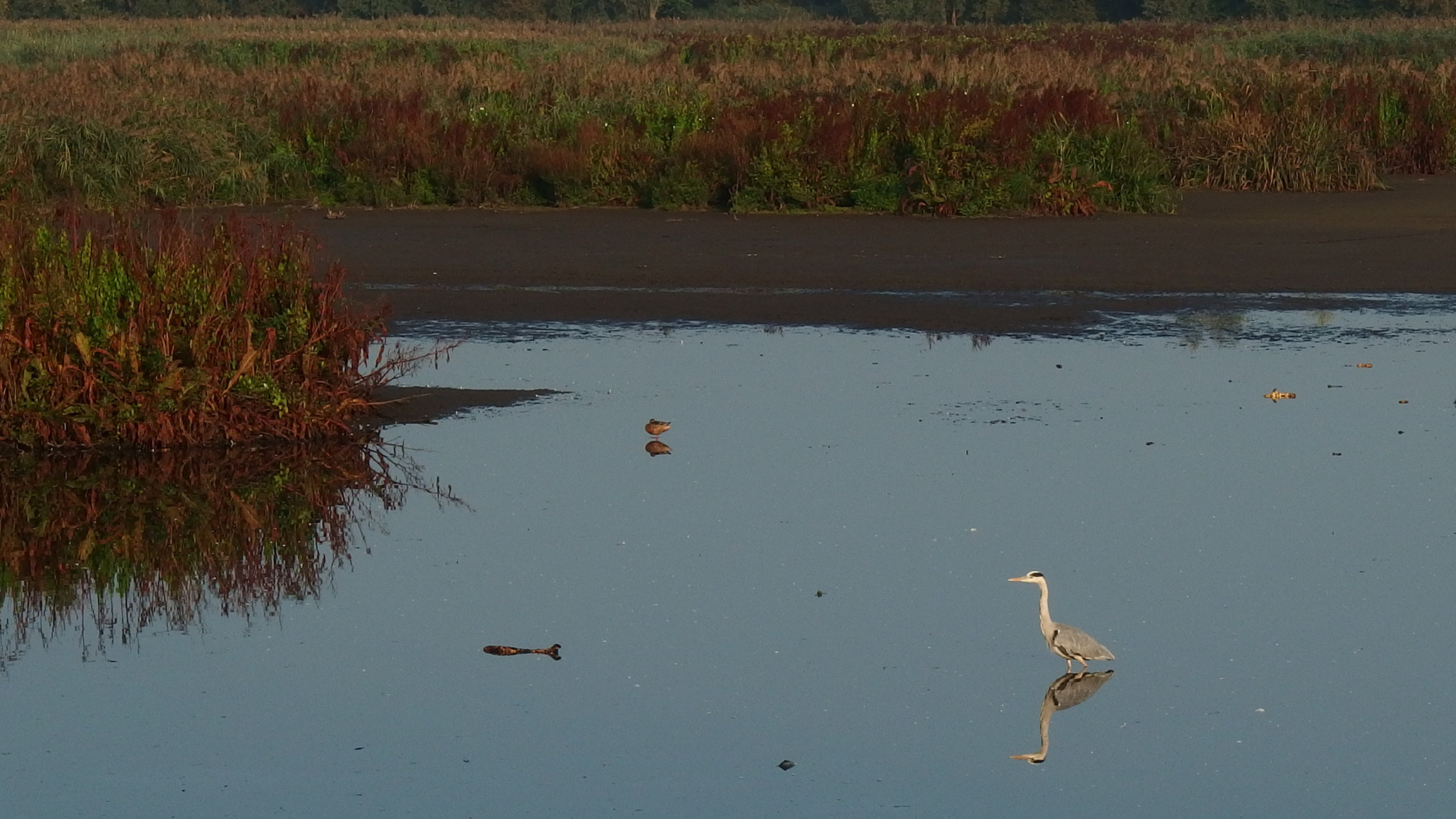 Olympus Stylus XZ-10 sample photo. Heron hunting for his meal? photography