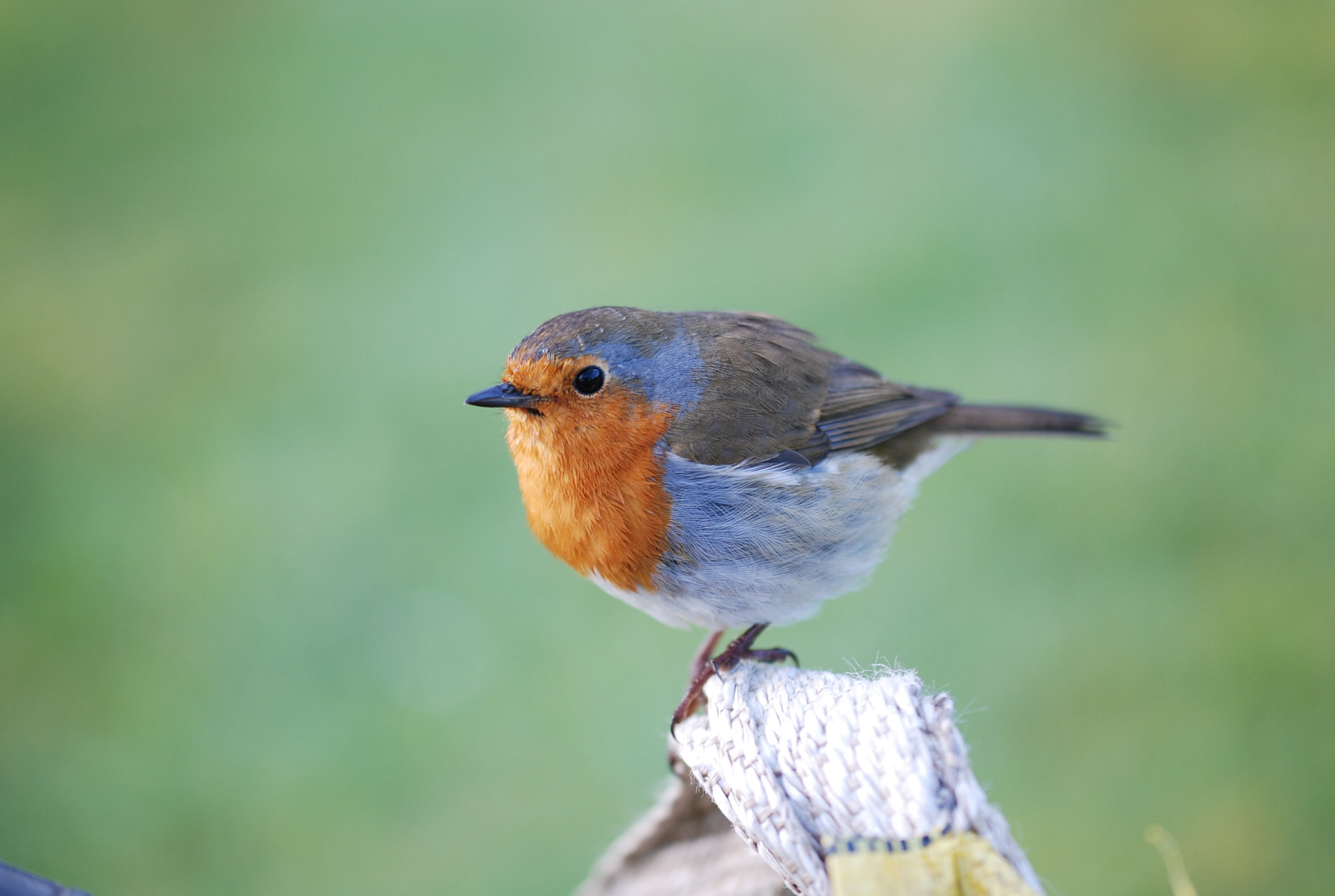 Sigma 105mm F2.8 EX DG OS HSM sample photo. Alert photography