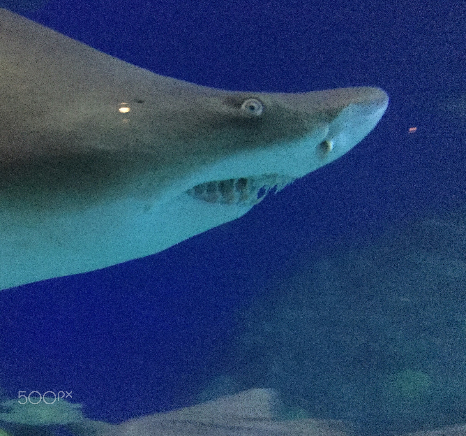 Apple iPad5,3 sample photo. Shark photography