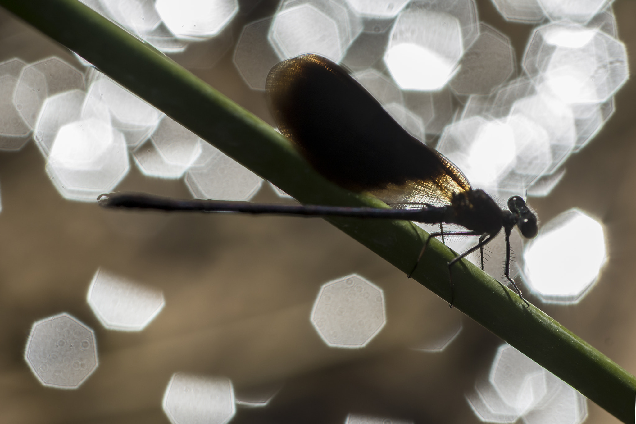 Nikon D7100 + AF Micro-Nikkor 60mm f/2.8 sample photo. ♂ calopterix haemorrhoidalis photography