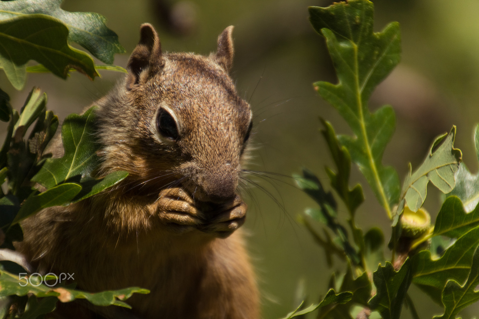Canon EOS 100D (EOS Rebel SL1 / EOS Kiss X7) sample photo. Grand canyon squirrel photography