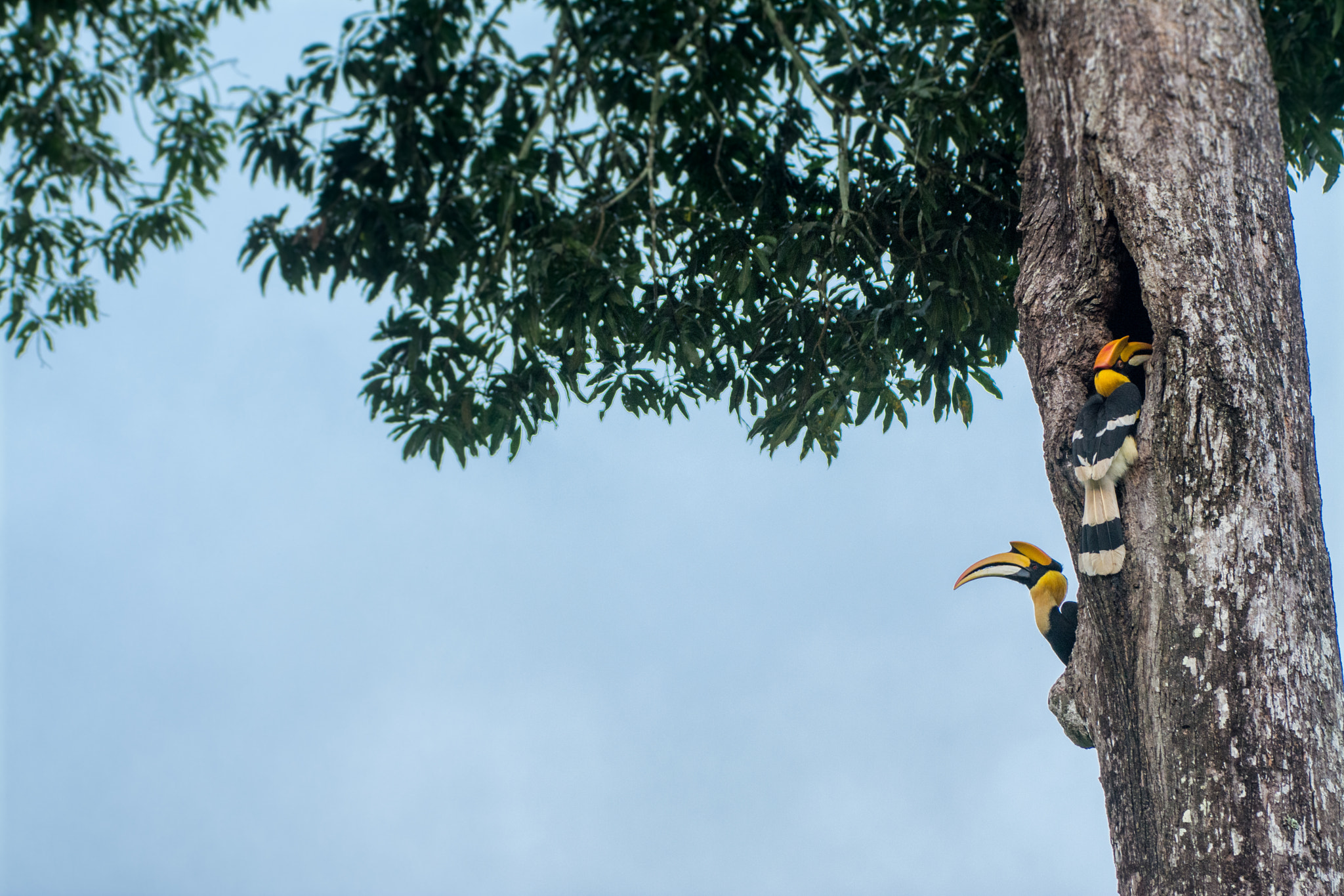 Nikon AF-S Nikkor 200-500mm F5.6E ED VR sample photo. Hornbill love photography