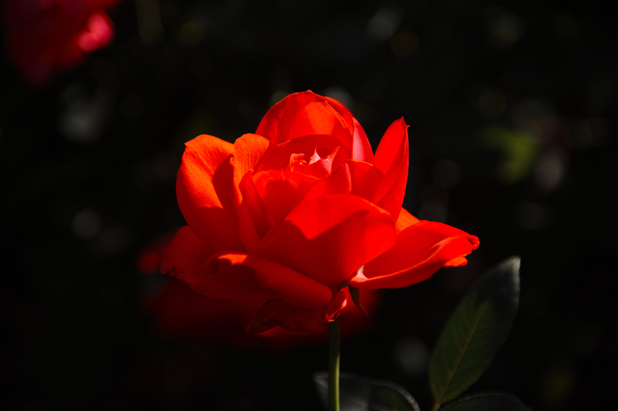 Sigma 18-200mm F3.5-6.3 DC sample photo. Red photography