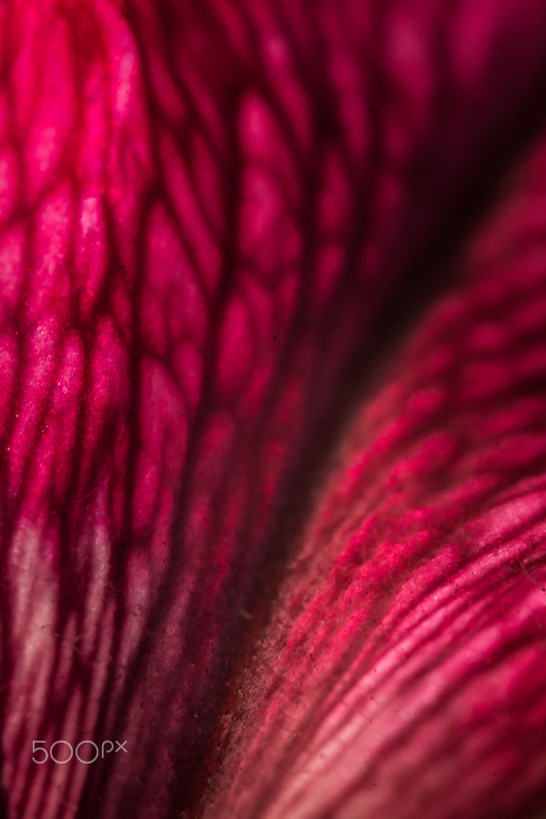 Sony a99 II + Sigma AF 105mm F2.8 EX [DG] Macro sample photo. Le complexe du rouge photography