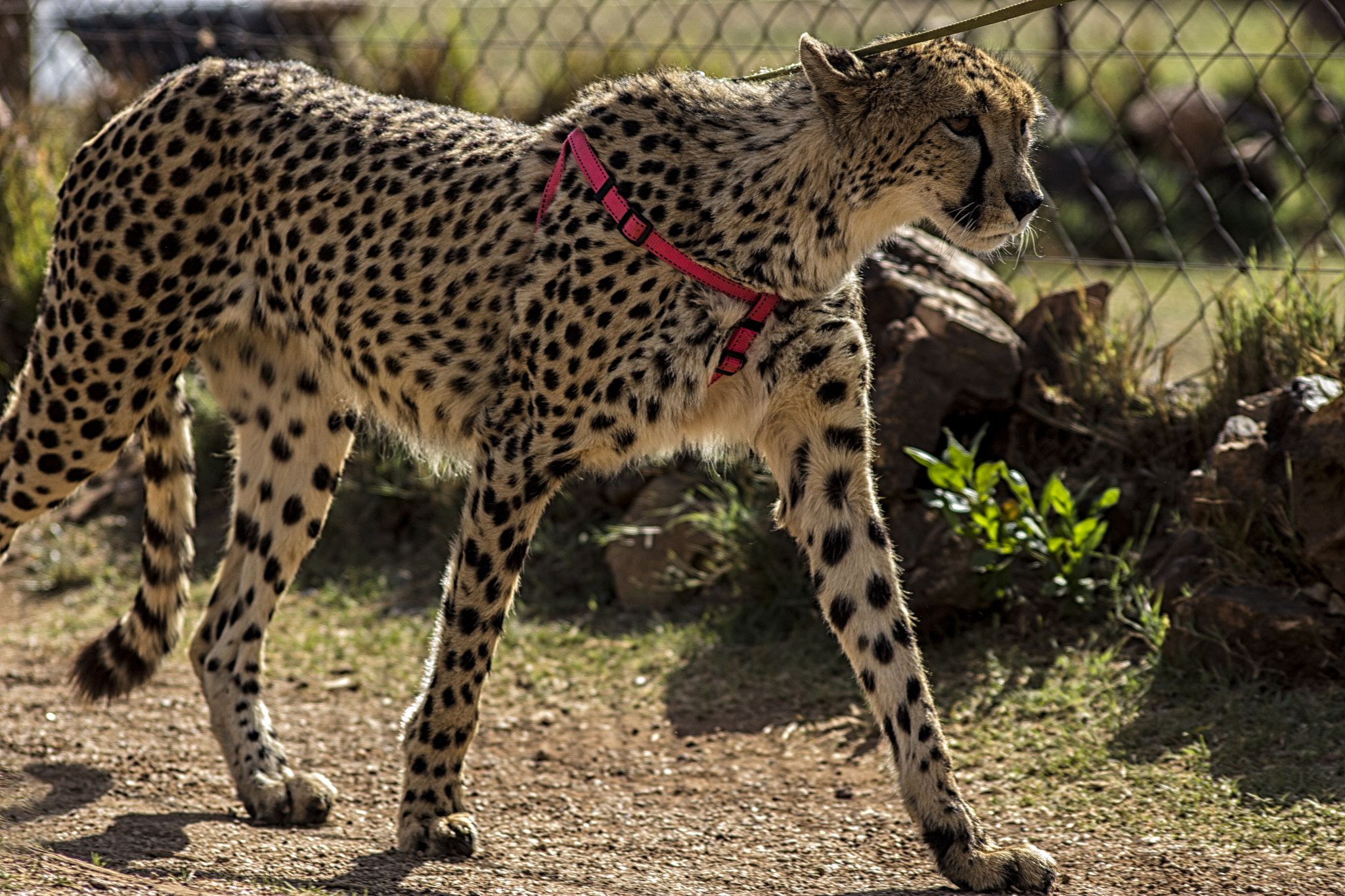 Sigma 70-300mm F4-5.6 APO DG Macro sample photo. Annabelle the cheetah photography