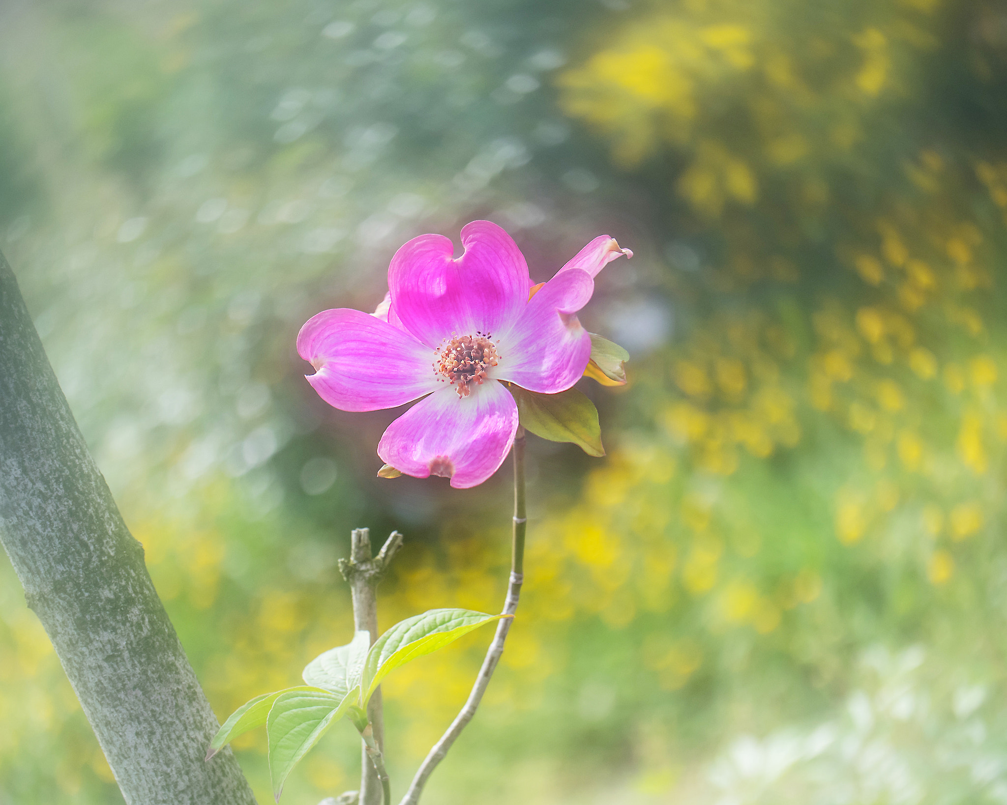 Panasonic Leica DG Macro-Elmarit 45mm F2.8 ASPH OIS sample photo