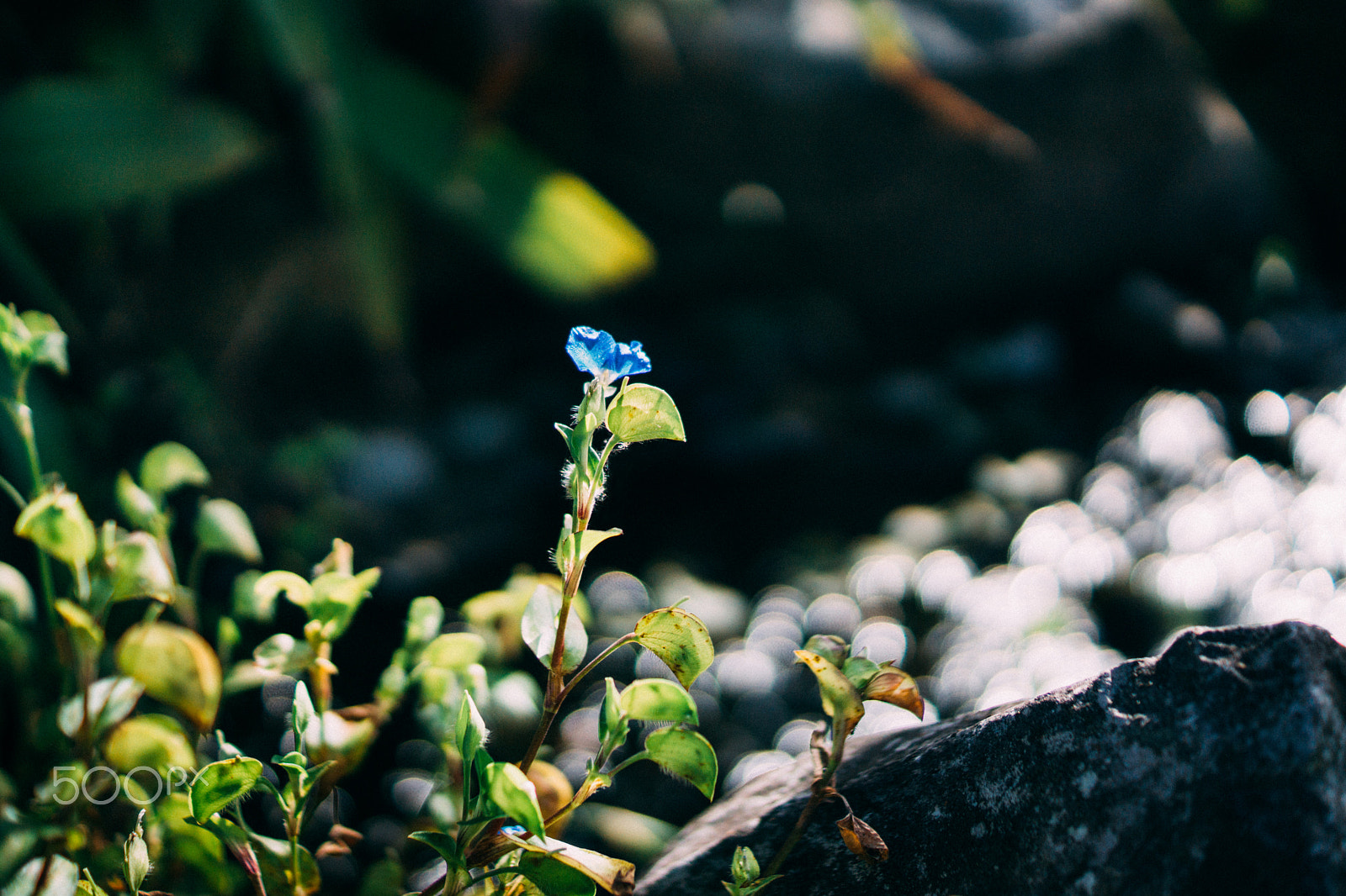 Sony SLT-A65 (SLT-A65V) + Sony DT 35mm F1.8 SAM sample photo. Scintillement photography