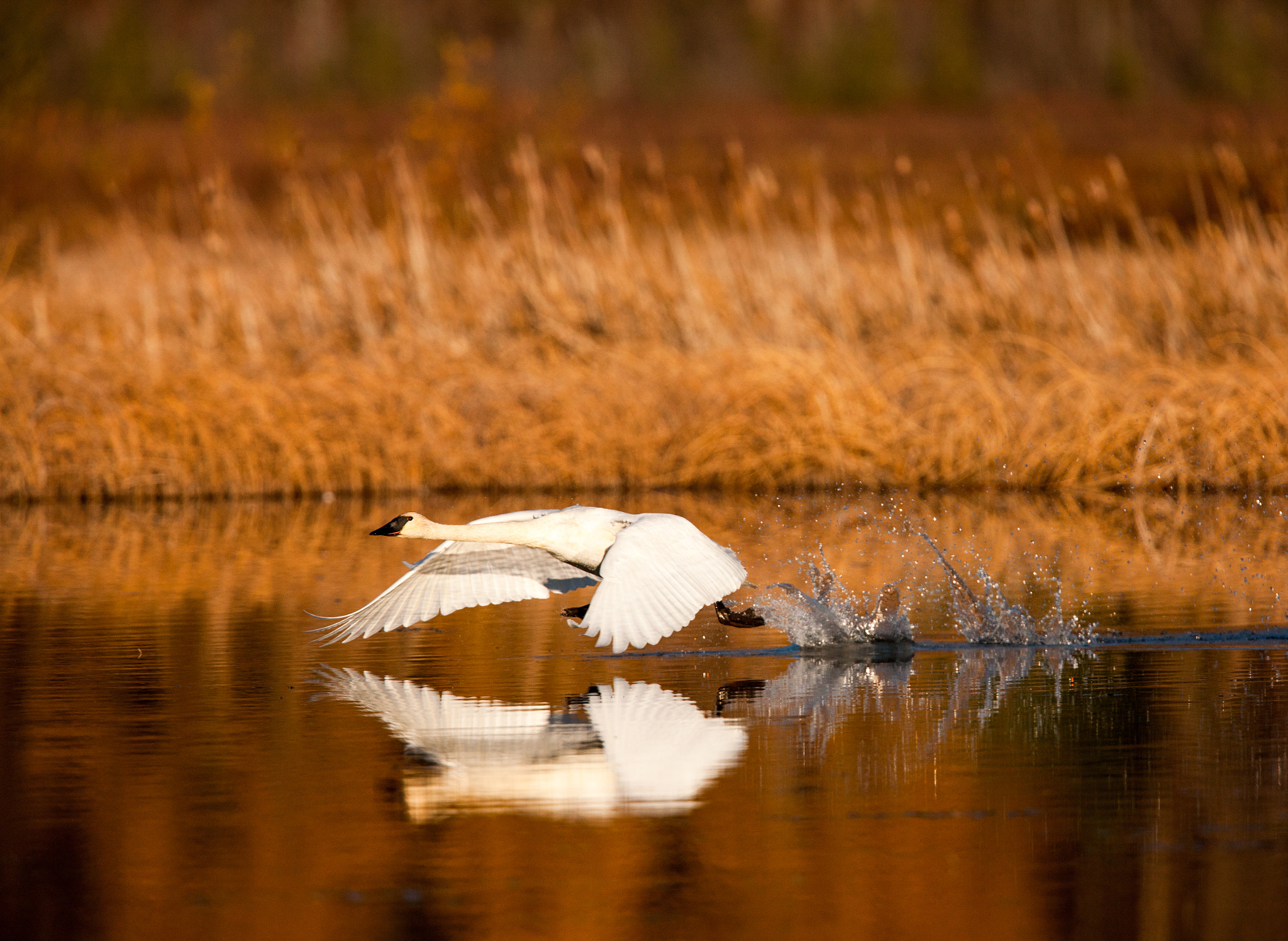 Canon EF 400mm F2.8L IS USM sample photo. Swan takeoff photography