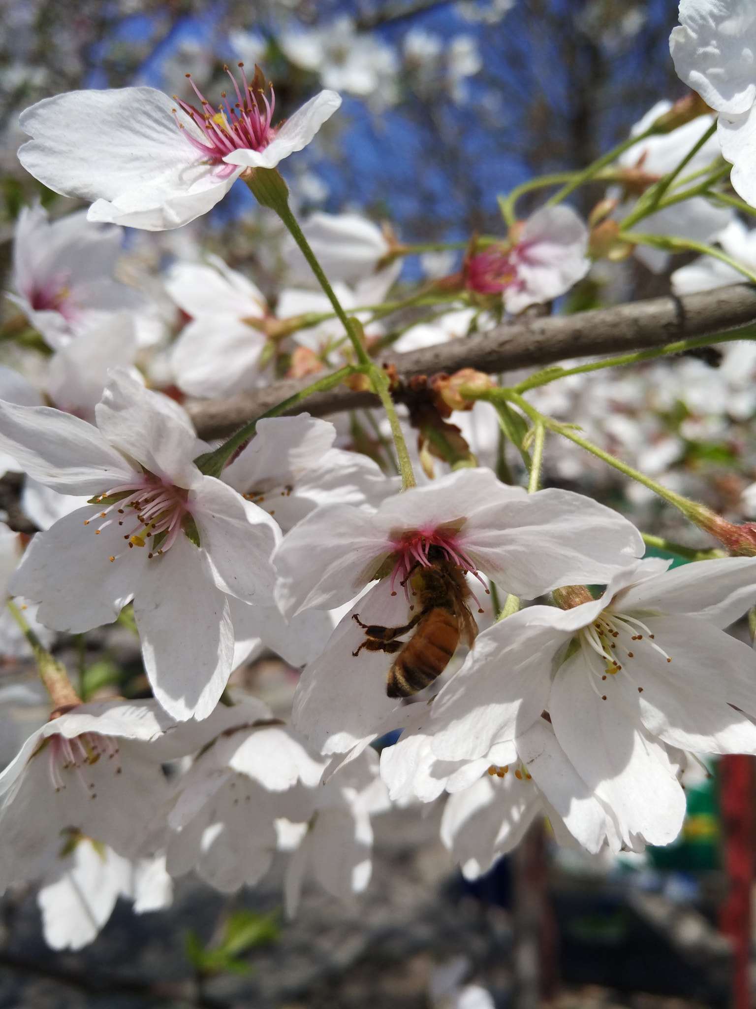 Xiaomi MI NOTE Pro sample photo. 你 photography