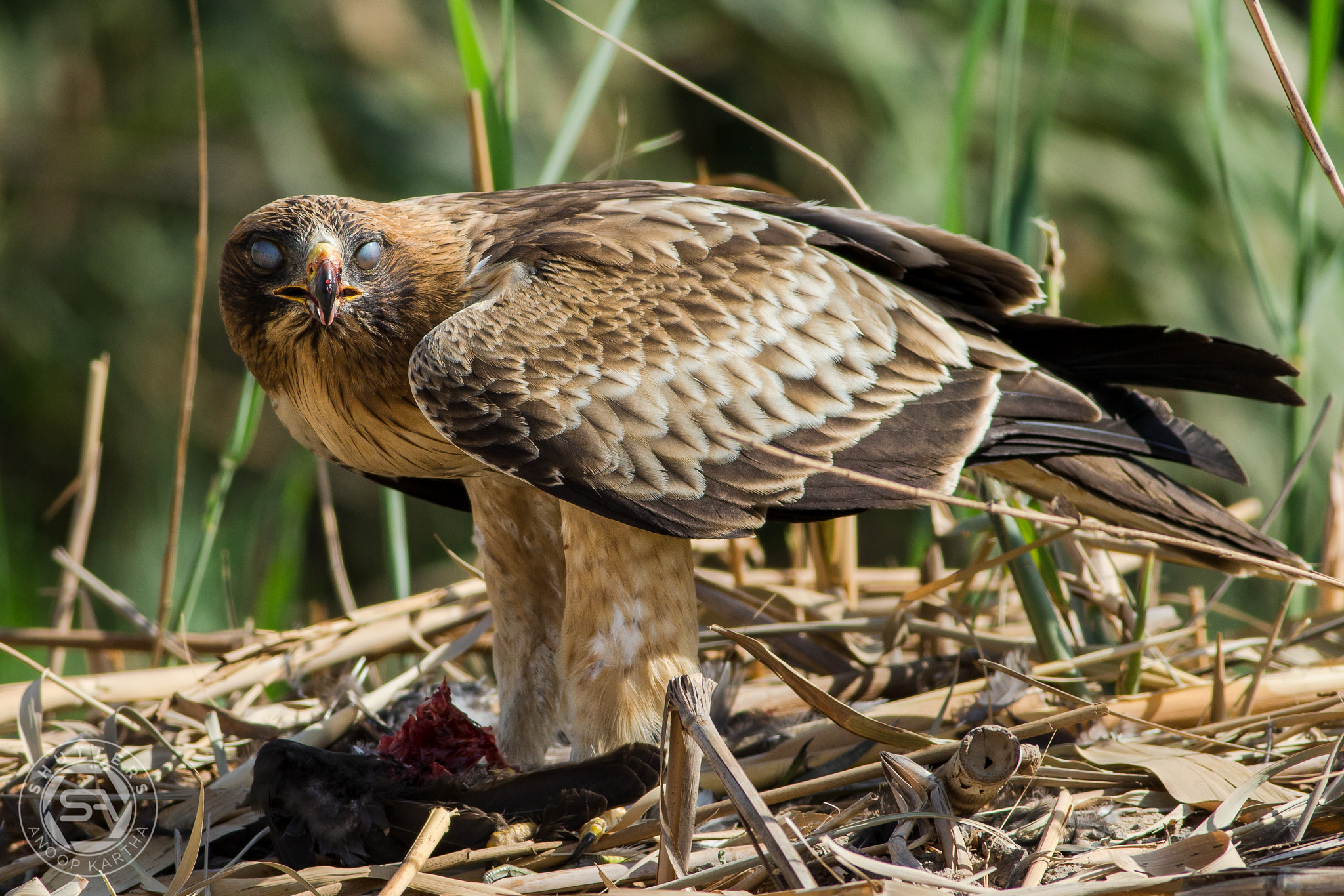 Canon EF 400mm F5.6L USM sample photo. Zombie - booted eagle with moorhen kill. photography
