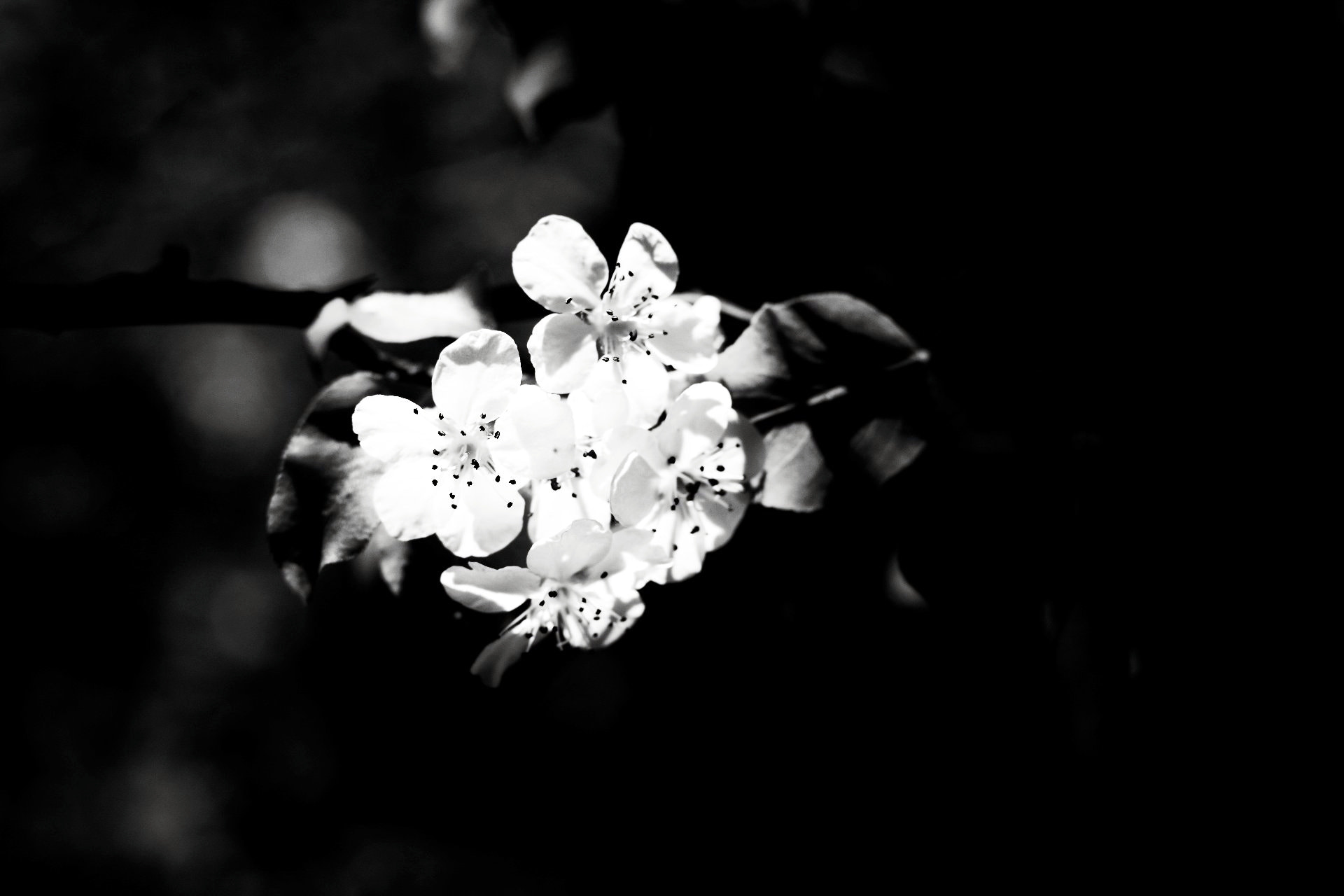 Pentax K-3 + Pentax smc DA 50mm F1.8 sample photo. In the shadows photography