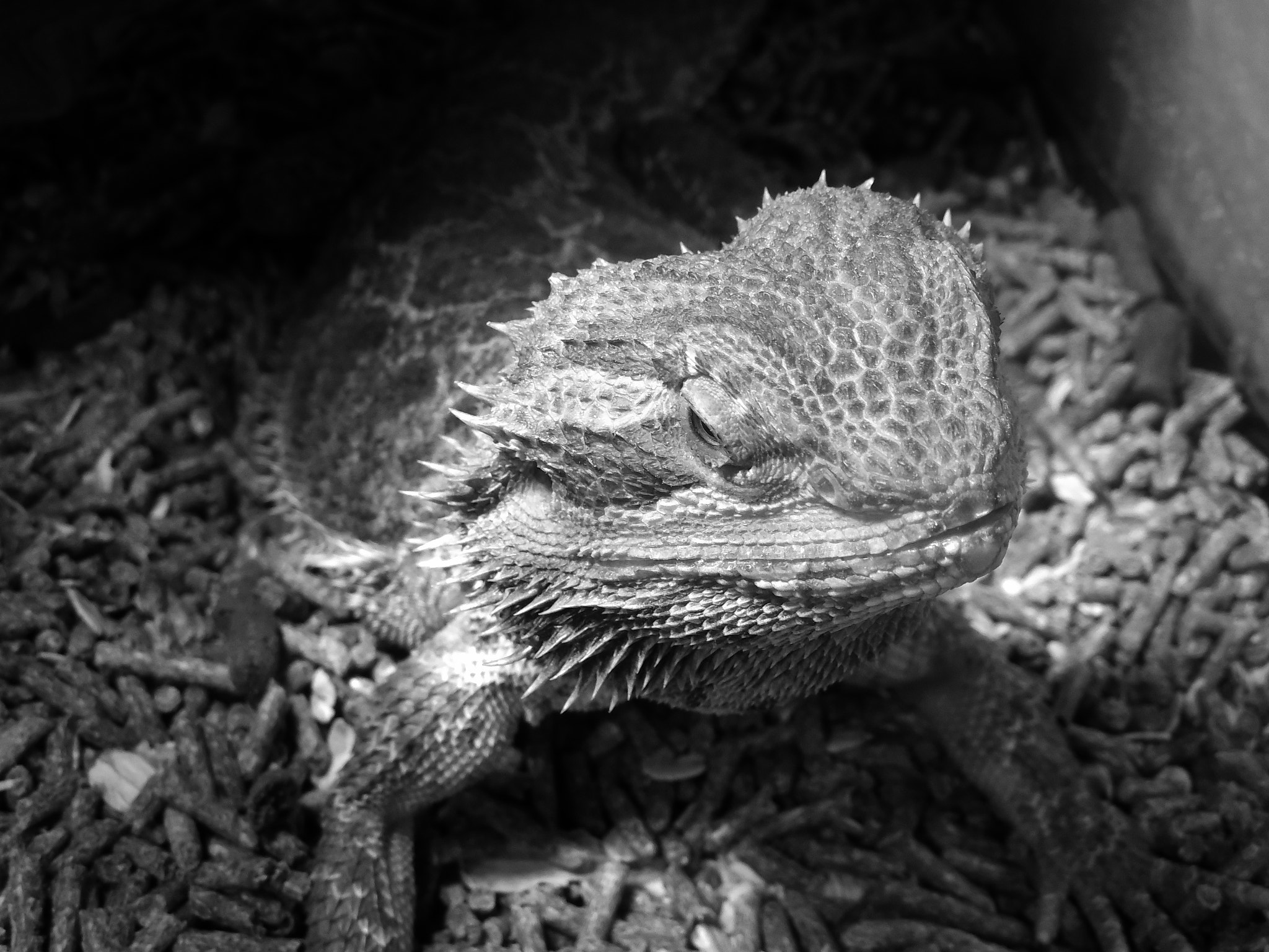 Nikon COOLPIX L620 sample photo. Bearded dragon photography