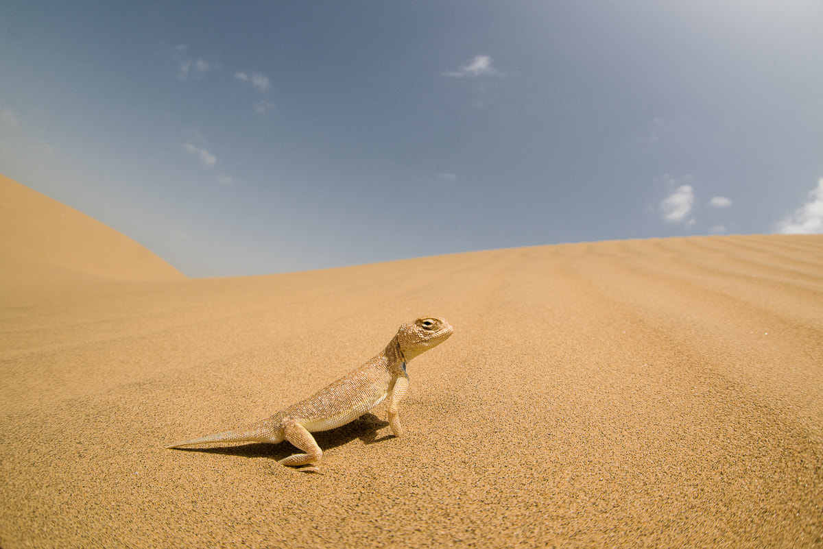 Nikon D810 + Sigma 15mm F2.8 EX DG Diagonal Fisheye sample photo. Laungwala toad-headed agama photography