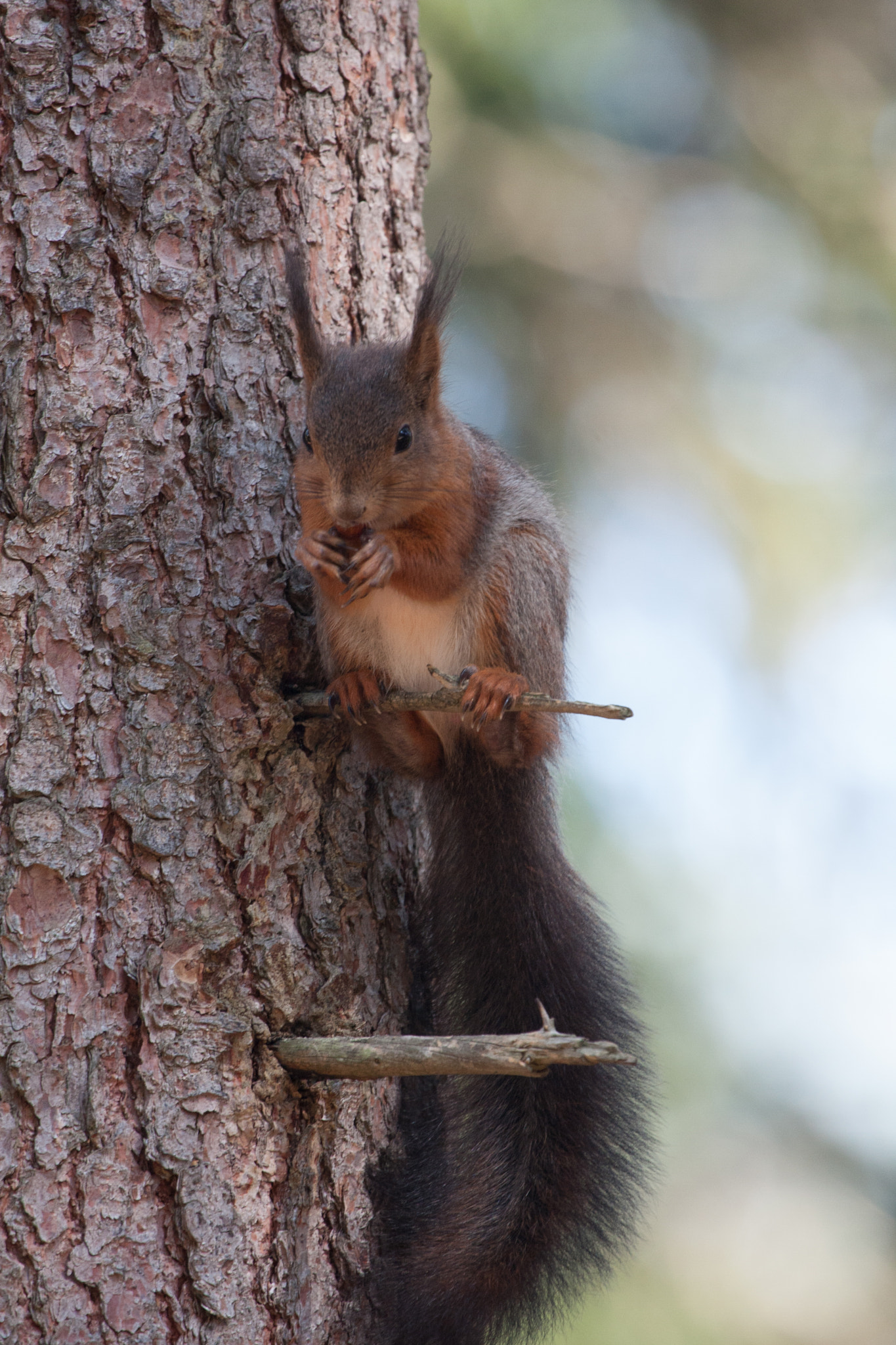 Canon EF 100-400mm F4.5-5.6L IS USM sample photo. Snacking in altitude photography
