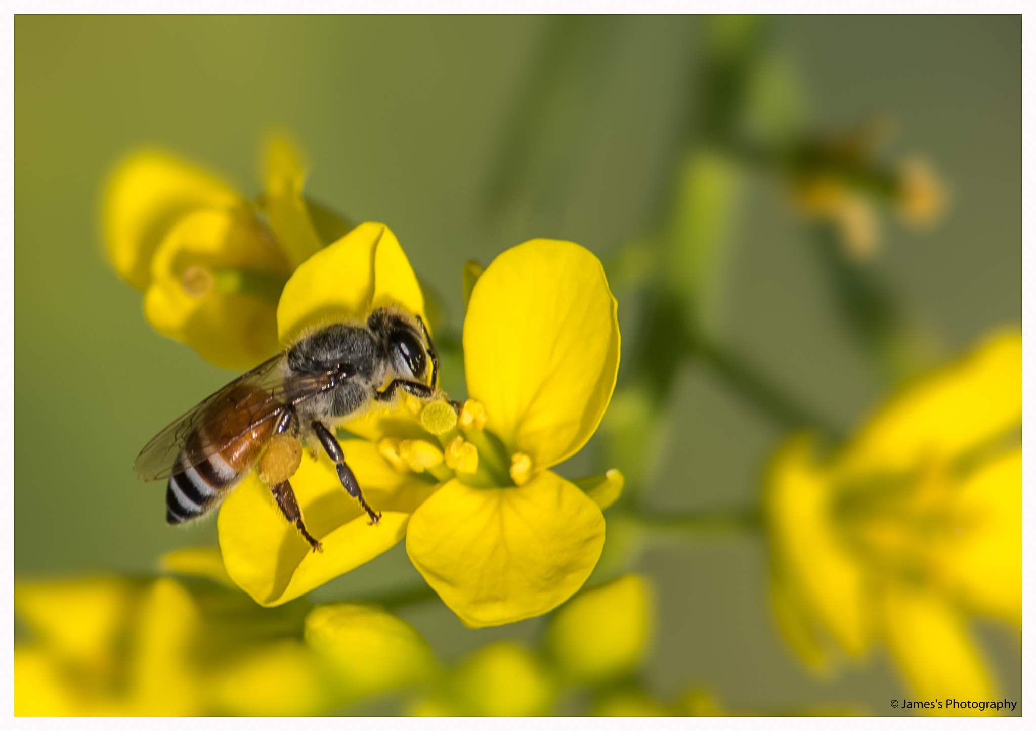 Nikon D750 + Nikon AF-S Nikkor 300mm F4D ED-IF sample photo. Mustard flower with bee ! photography