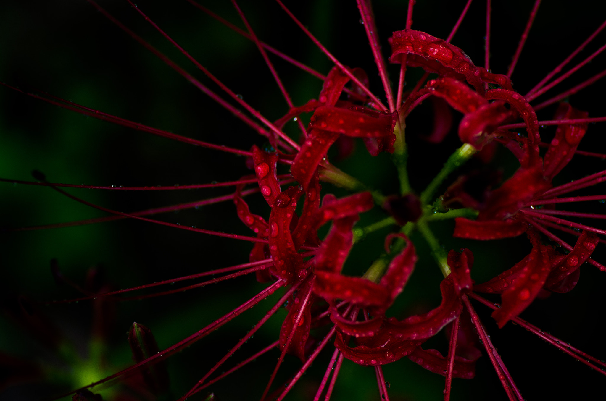 Pentax K-5 sample photo. Flower fireworks photography