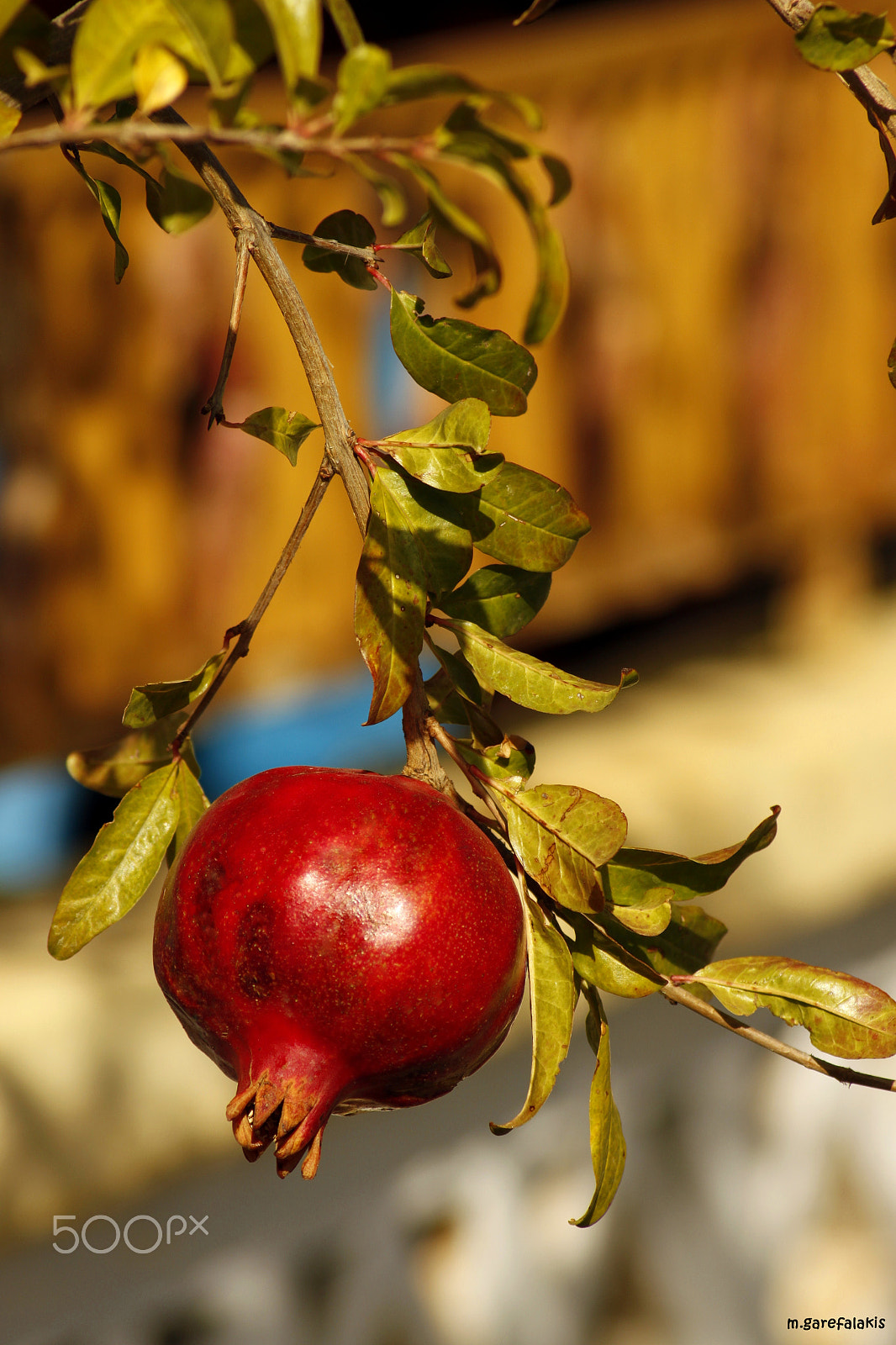 Canon EOS 500D (EOS Rebel T1i / EOS Kiss X3) sample photo. Solitary pomegranate photography