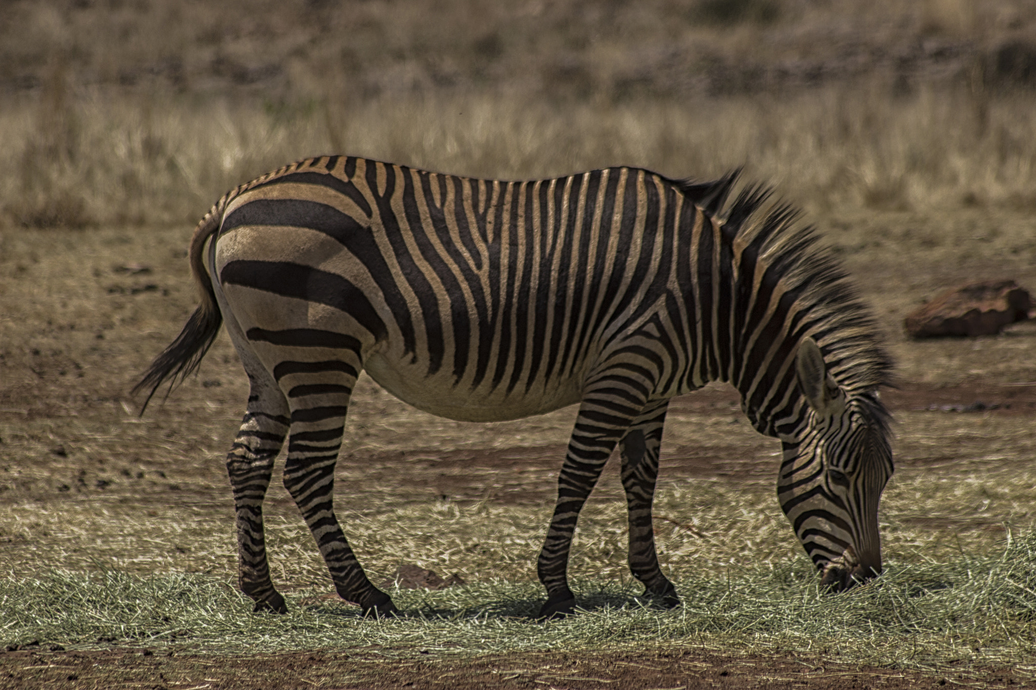 Sigma 70-300mm F4-5.6 APO DG Macro sample photo. Zebra photography