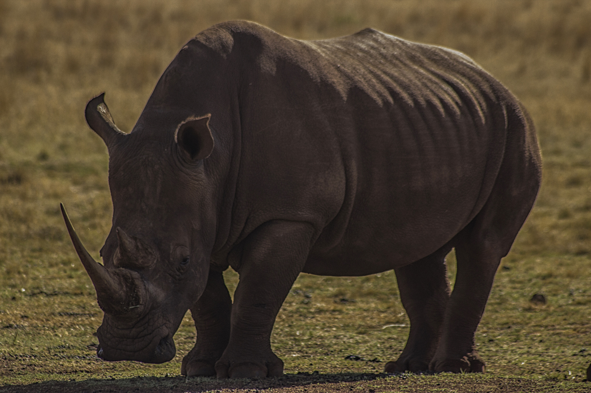 Sigma 70-300mm F4-5.6 APO DG Macro sample photo. Rhino photography