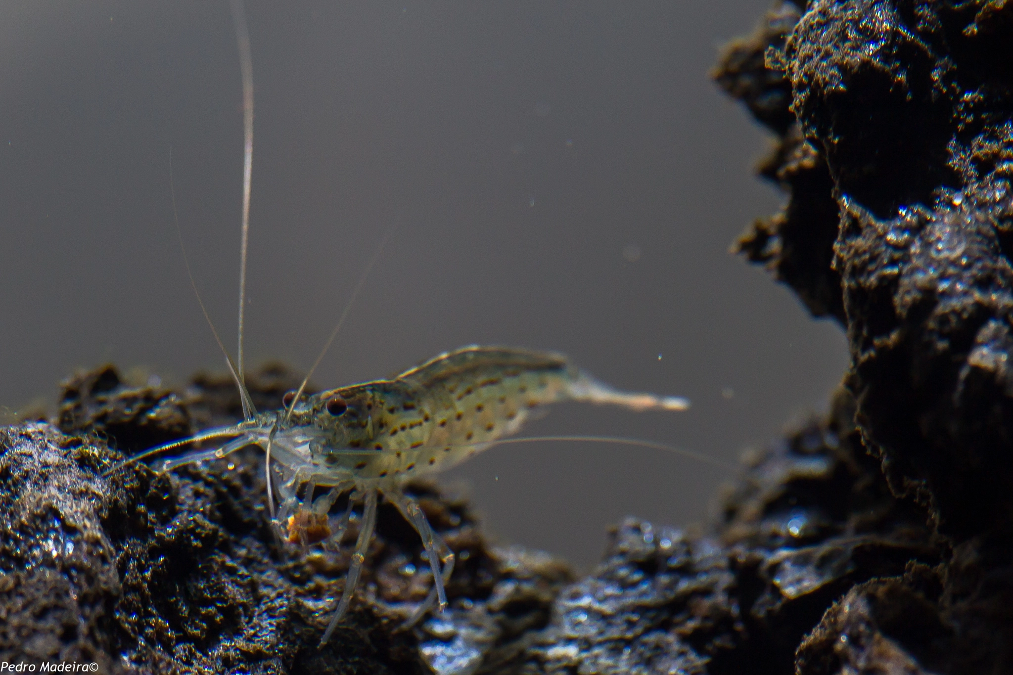 Canon EF-S 55-250mm F4-5.6 IS STM sample photo. Caridina amano shrimp photography