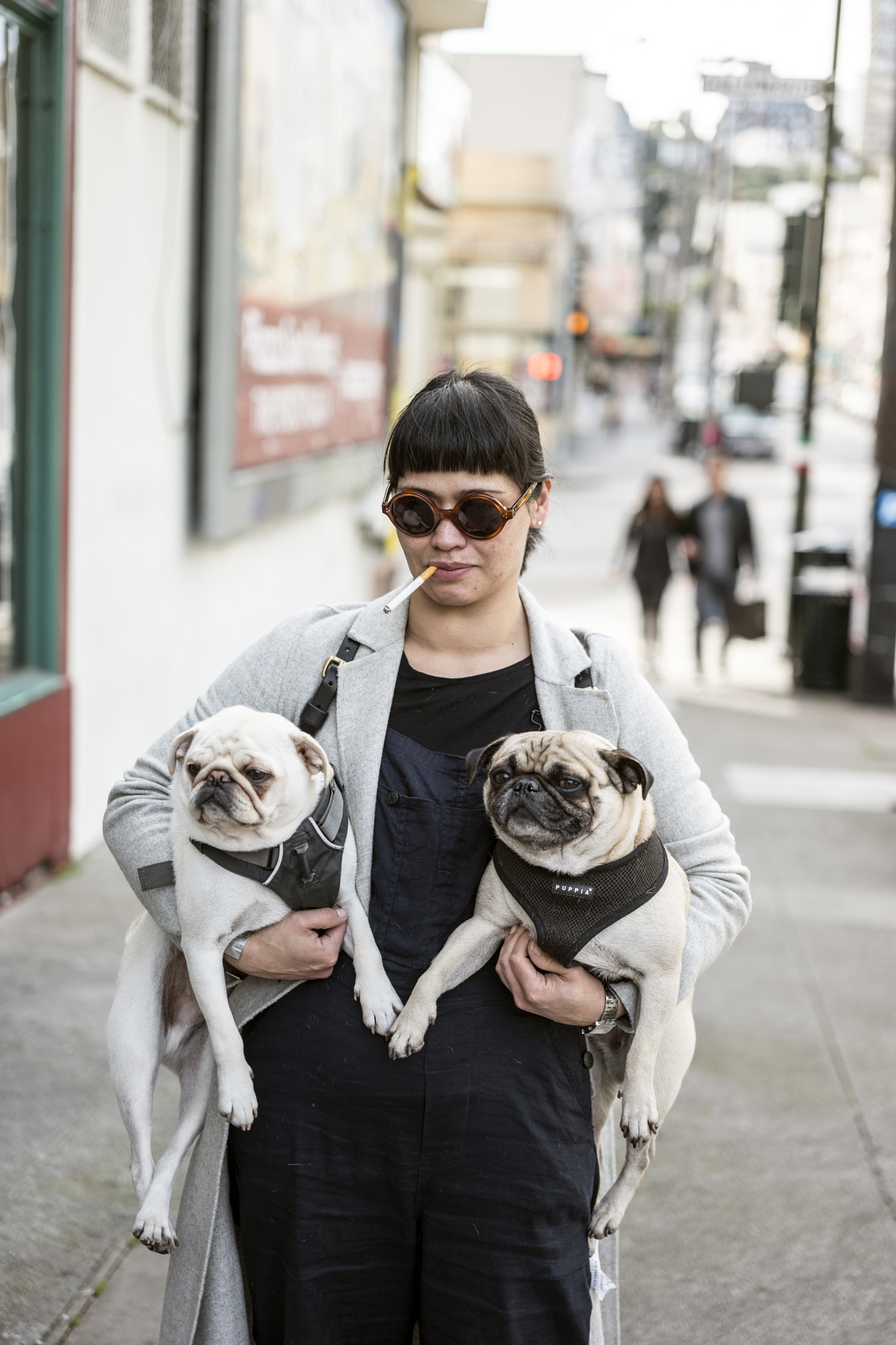 Leica APO-Summicron-M 50mm F2 ASPH sample photo. Hard to be in a bad mood with a pug around. photography