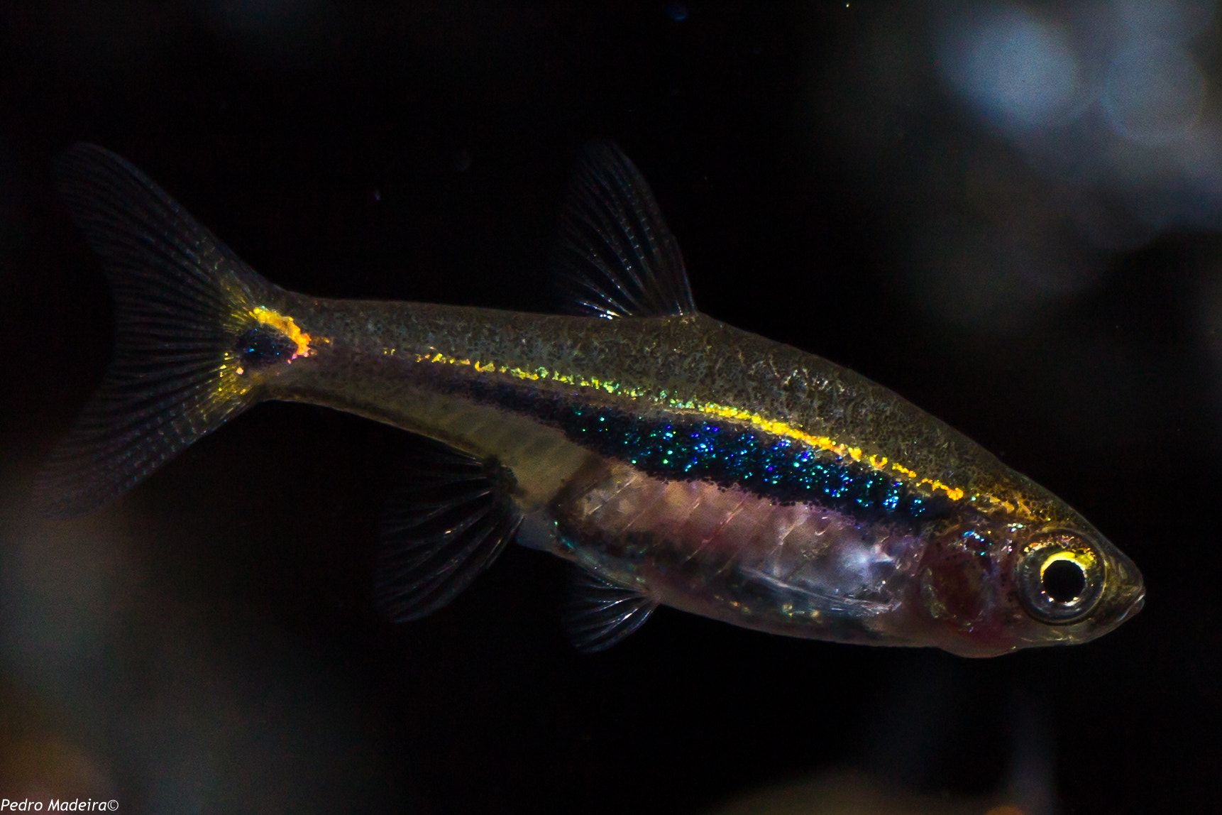 Canon EF-S 55-250mm F4-5.6 IS STM sample photo. Fish n' tetras photography