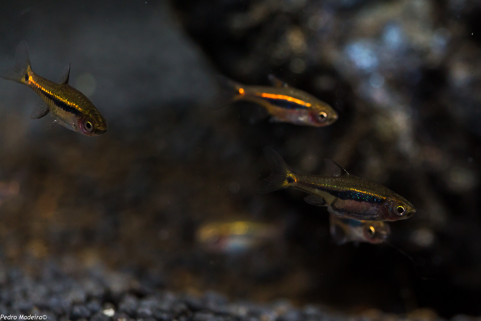 Canon EF-S 55-250mm F4-5.6 IS STM sample photo. Fish n' tetras photography