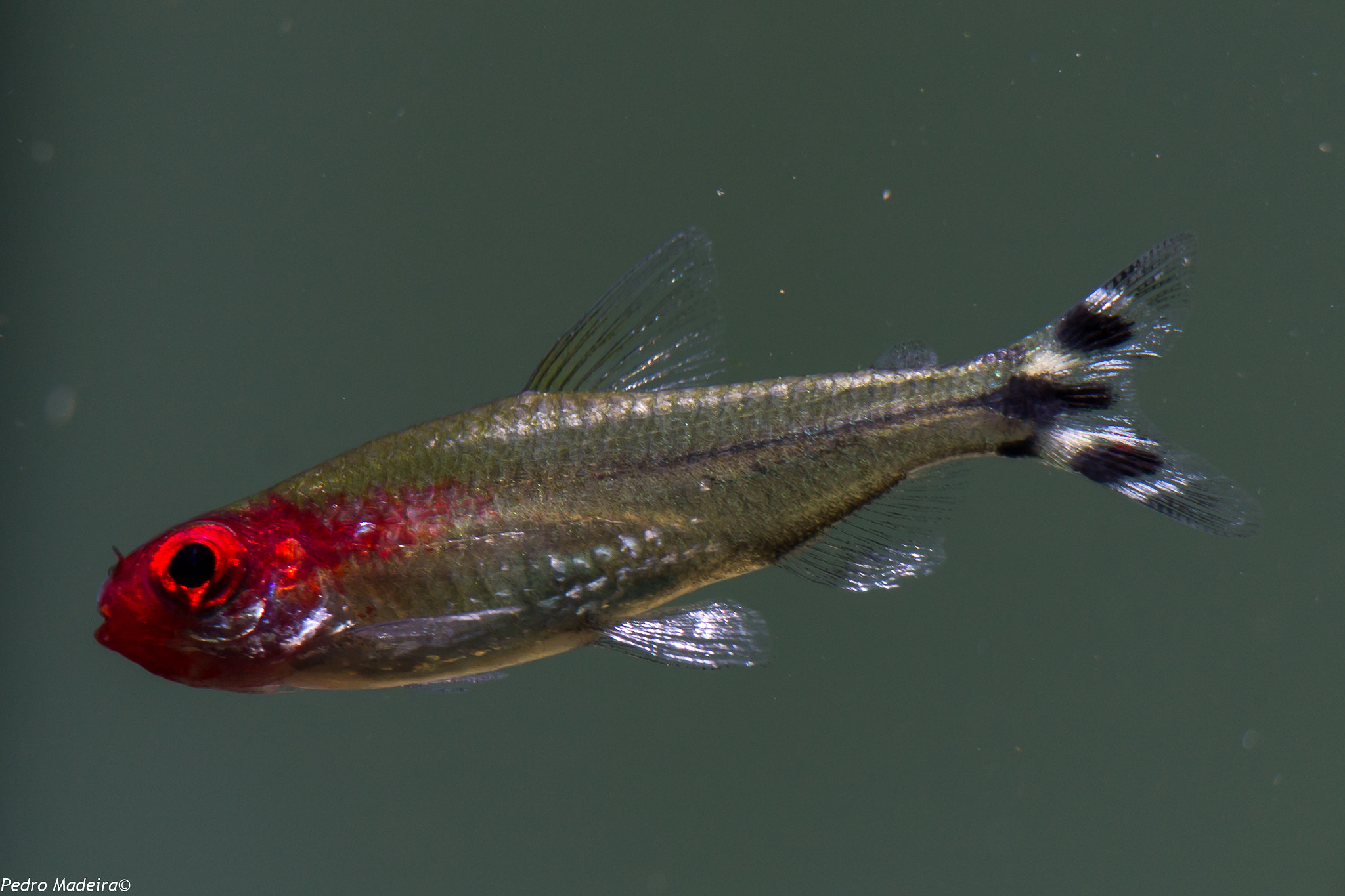 Canon EF-S 55-250mm F4-5.6 IS STM sample photo. Fish n' tetras photography