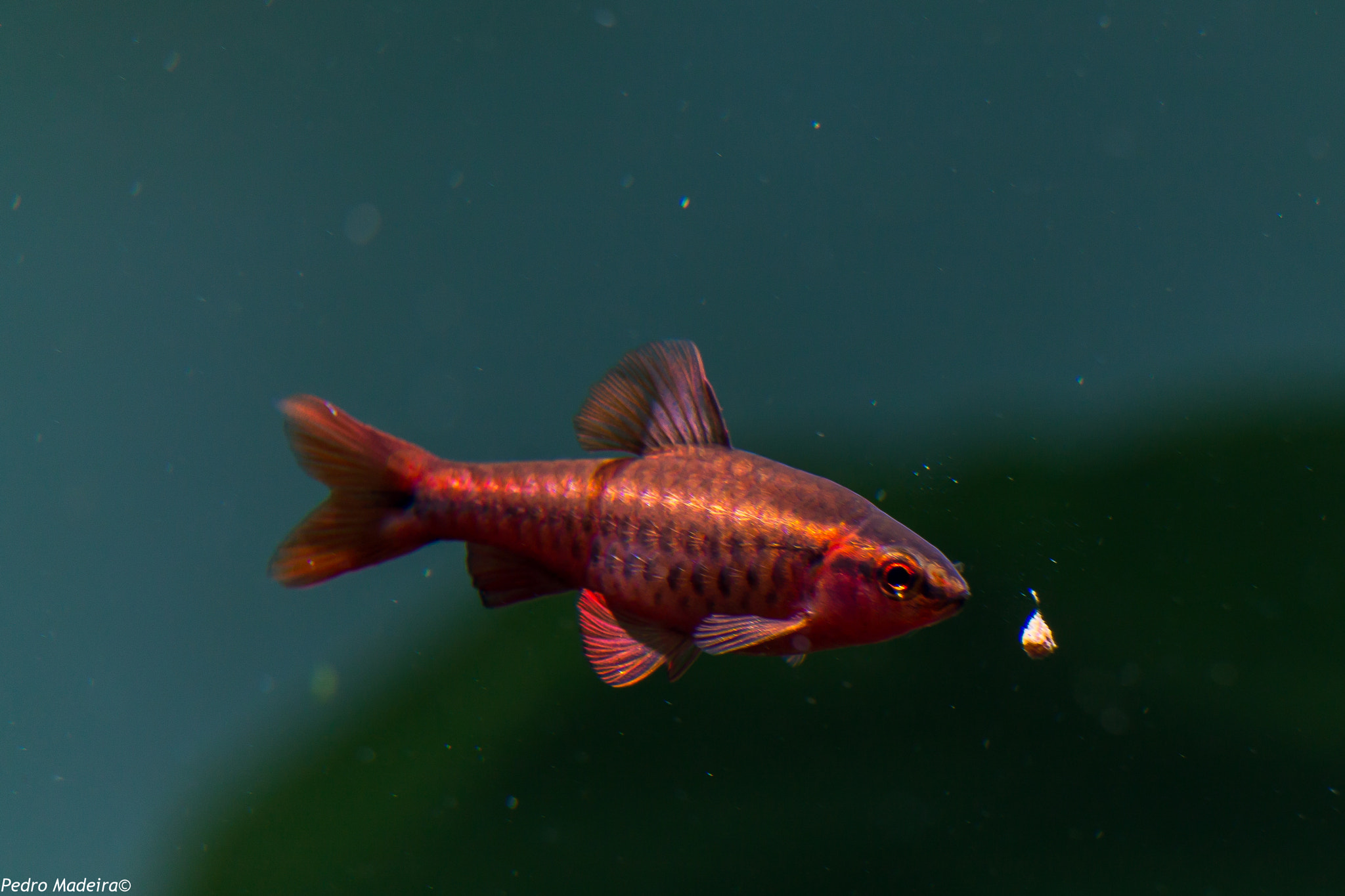 Canon EF-S 55-250mm F4-5.6 IS STM sample photo. Fish n' tetras photography