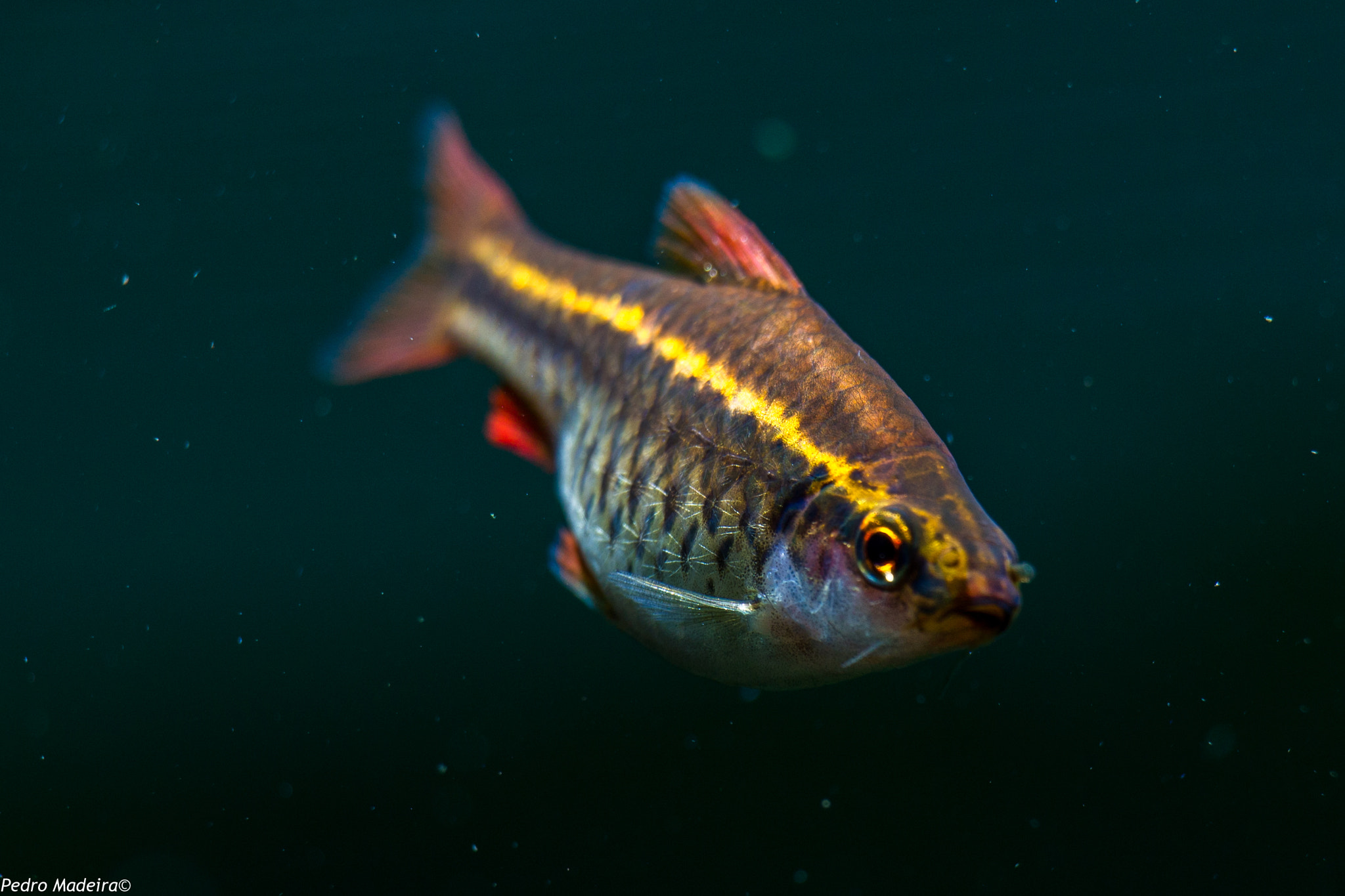 Canon EF-S 55-250mm F4-5.6 IS STM sample photo. Fish n' tetras photography