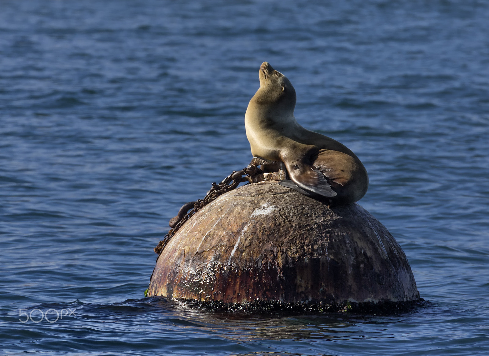Canon EF 70-300mm F4-5.6L IS USM sample photo. Monterey bay sea lion photography