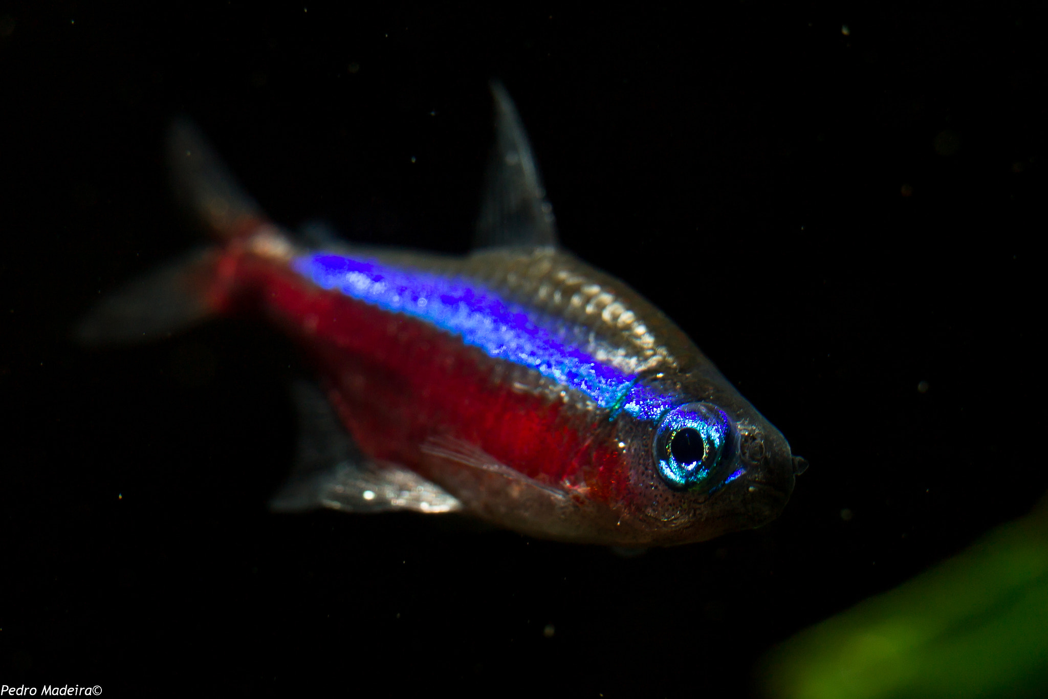 Canon EF-S 55-250mm F4-5.6 IS STM sample photo. Fish n' tetras photography