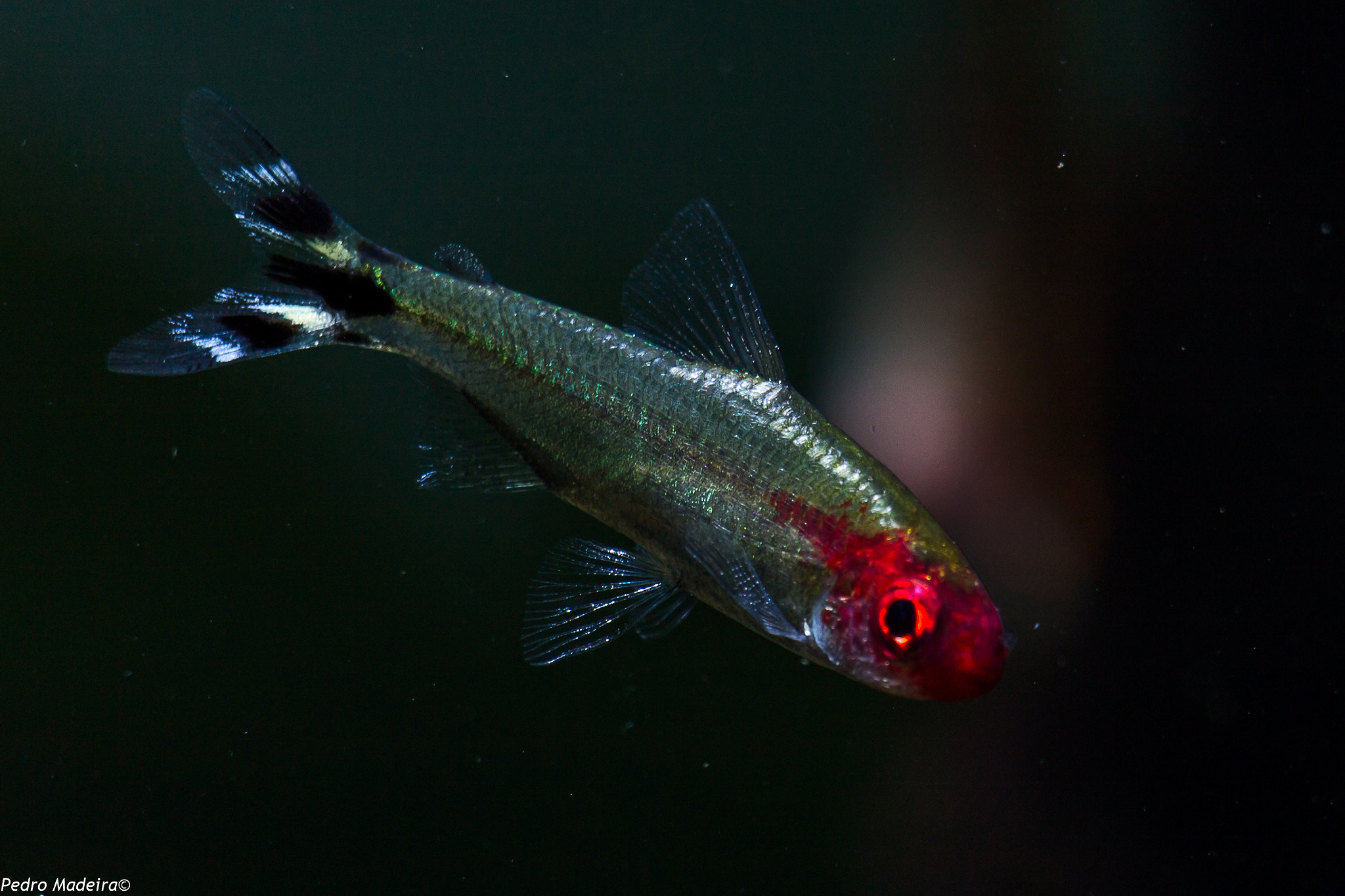 Canon EF-S 55-250mm F4-5.6 IS STM sample photo. Fish n' tetras photography