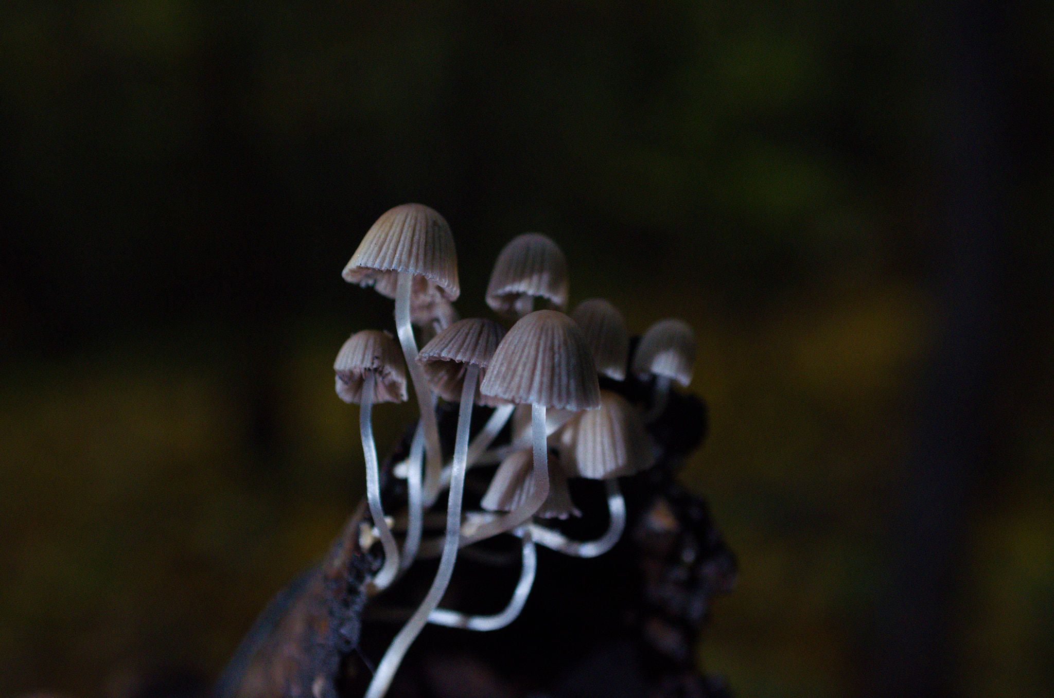 Nikon D7000 + AF Zoom-Nikkor 35-70mm f/2.8D sample photo. Mushrooms photography