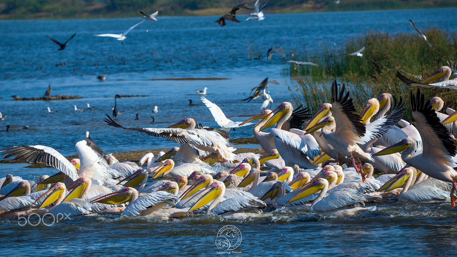 Nikon D600 sample photo. Great white pelican photography