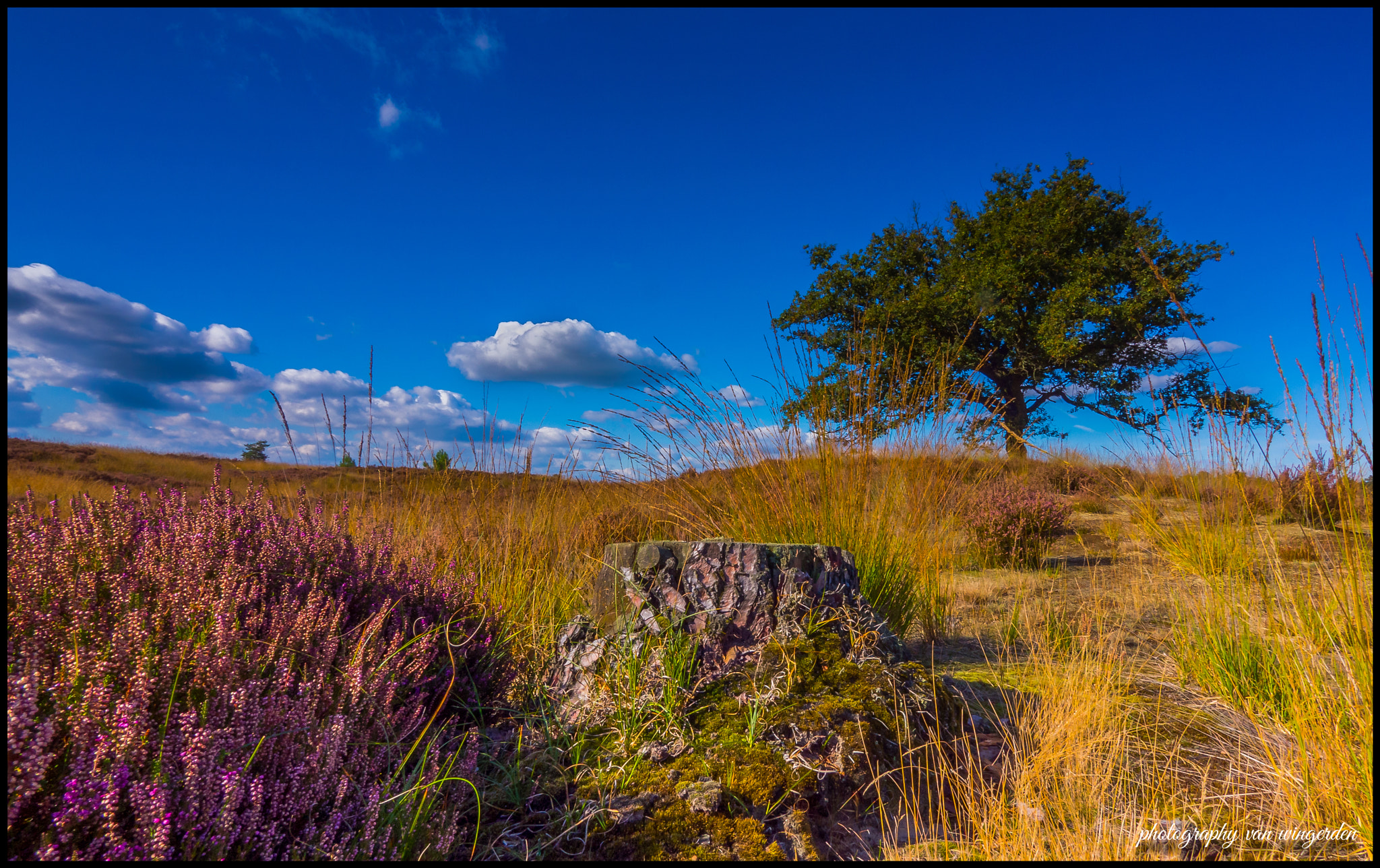 Olympus OM-D E-M10 II + Panasonic Lumix G Vario 7-14mm F4 ASPH sample photo. Kalmthoutse heide photography