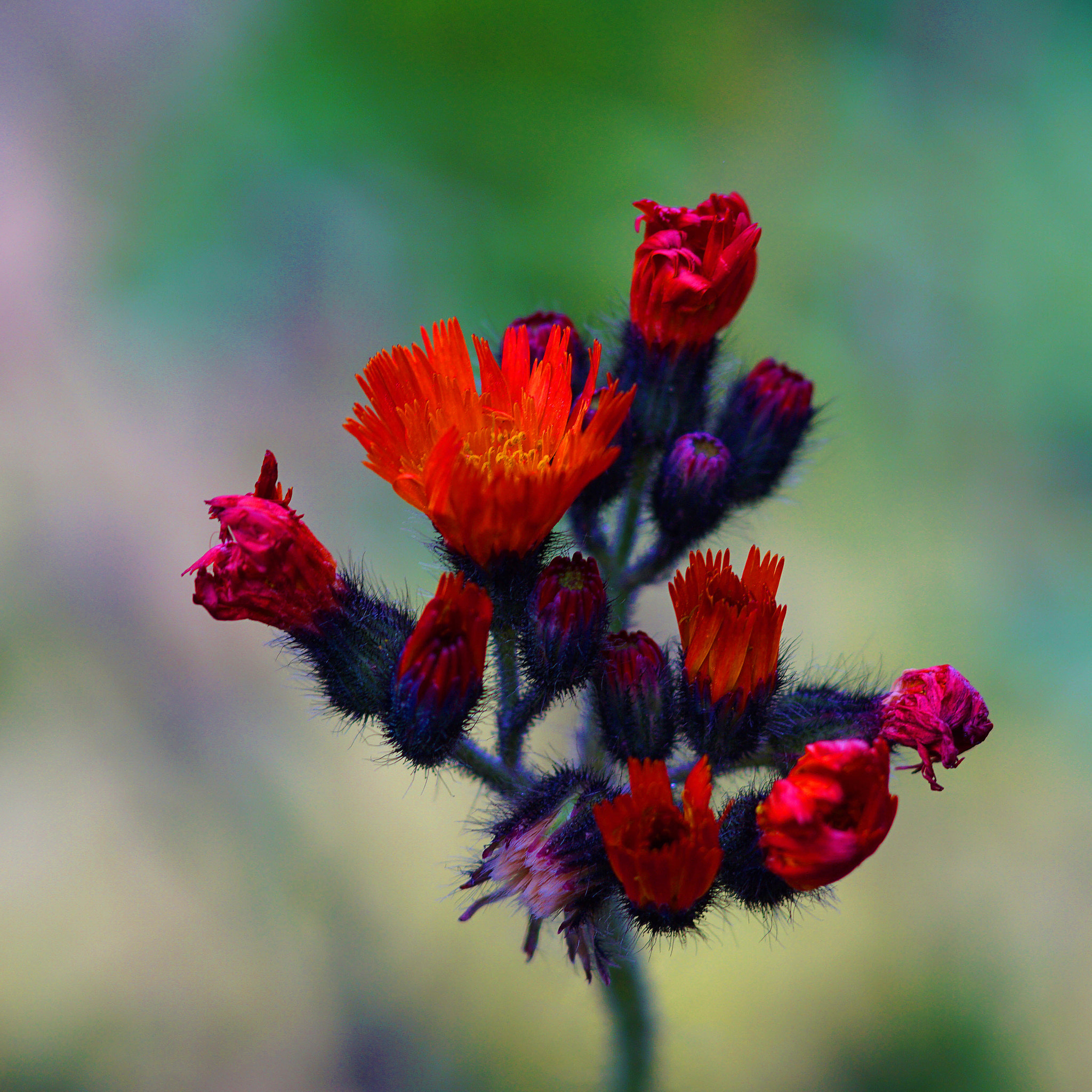 Sony 85mm F2.8 SAM sample photo. Px photography