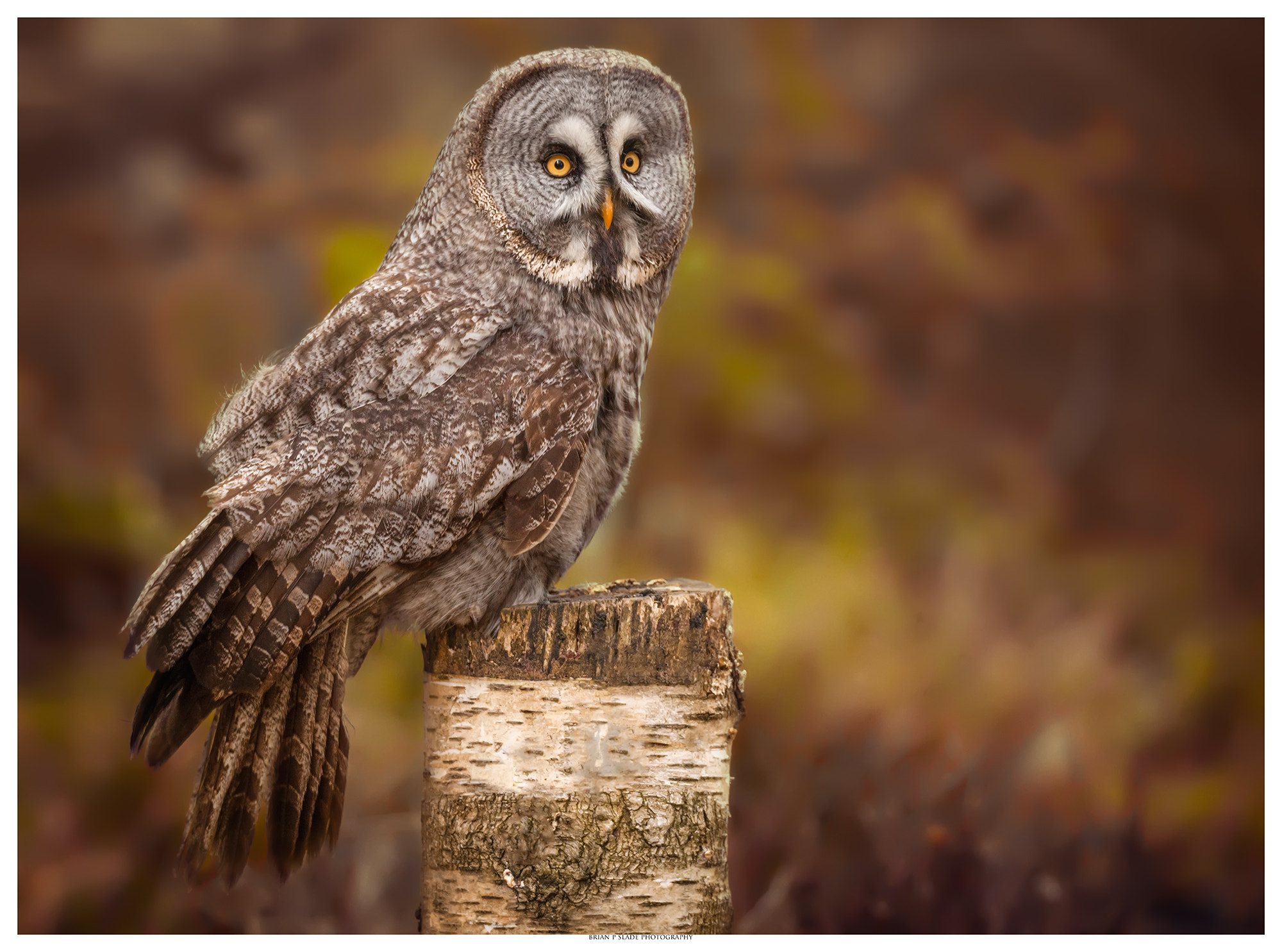 Sigma 150-600mm F5-6.3 DG OS HSM | C sample photo. The great grey owl photography