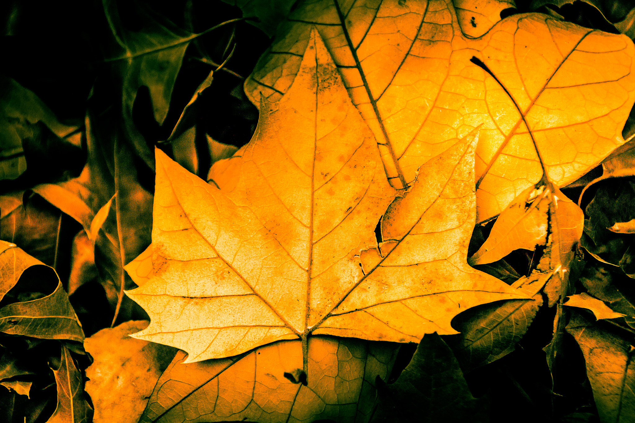 Sigma 18-250mm F3.5-6.3 DC OS HSM sample photo. Fall leaf photography