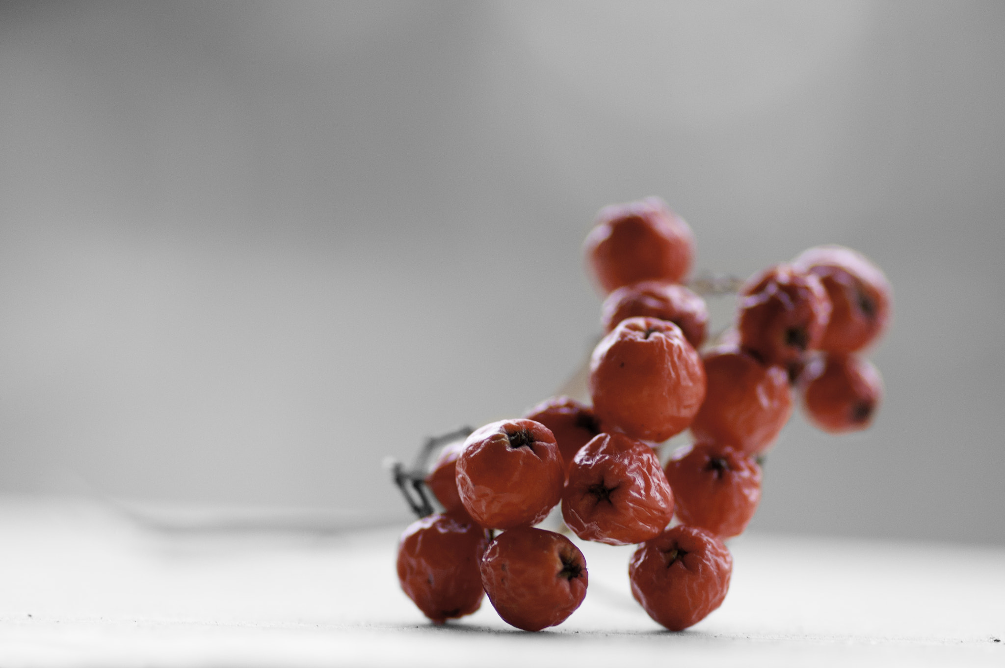 Tokina AT-X Pro 100mm F2.8 Macro sample photo. Rowan photography